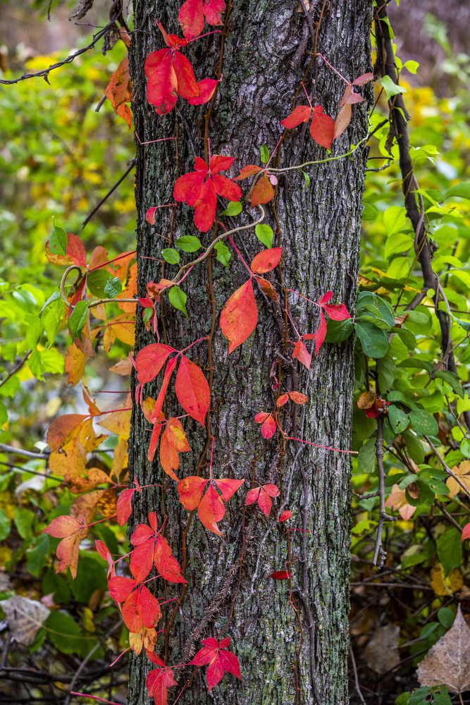 Fall foliage in Central Pa. - pennlive.com