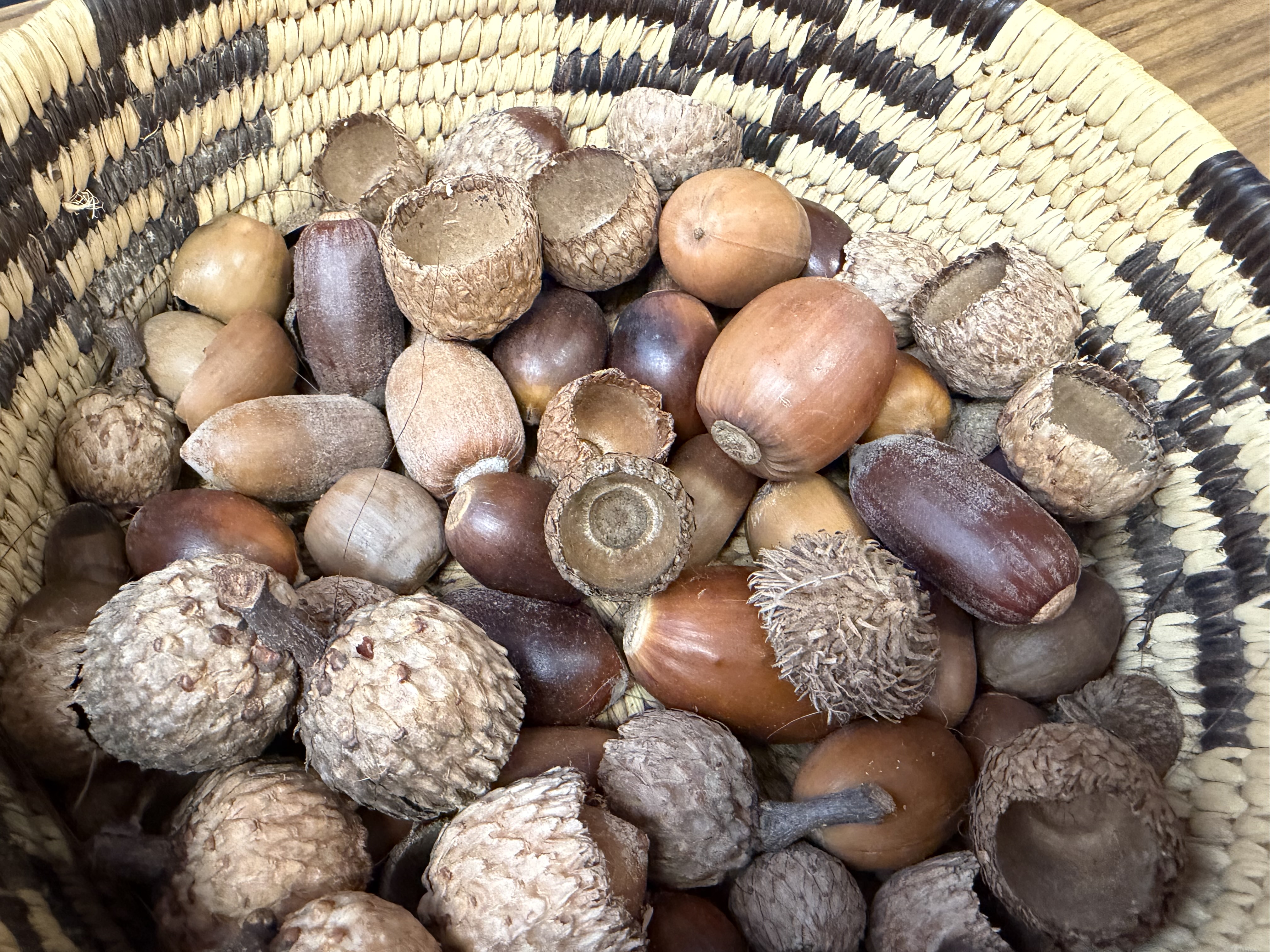Acorn foraging in Oregon: Expert tips for harvesting during bumper