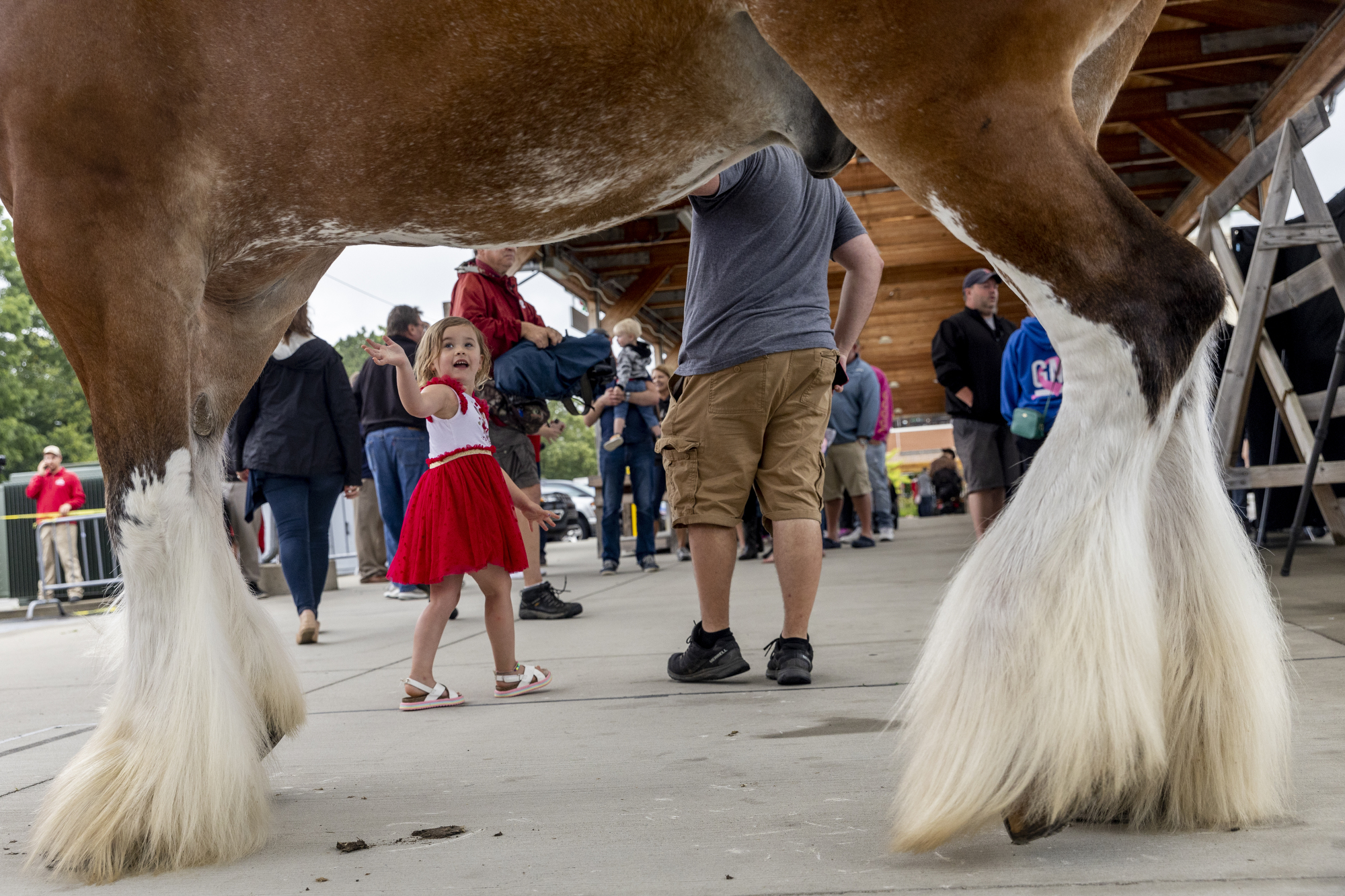 Budweiser, Clydesdales coming back to Super Bowl 56