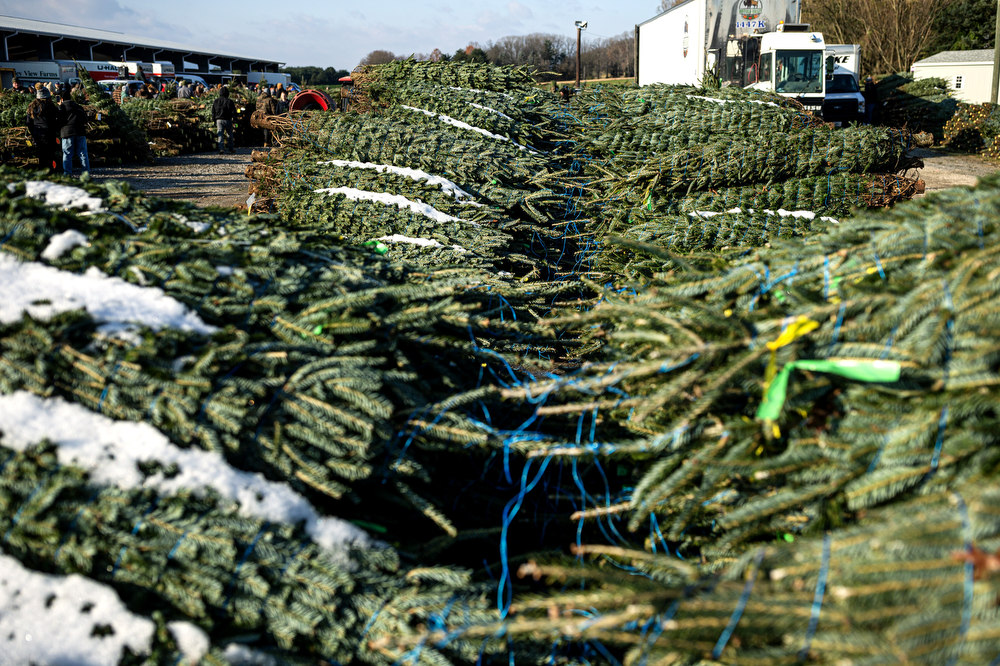 World’s largest Christmas tree auction at Buffalo Valley Produce
