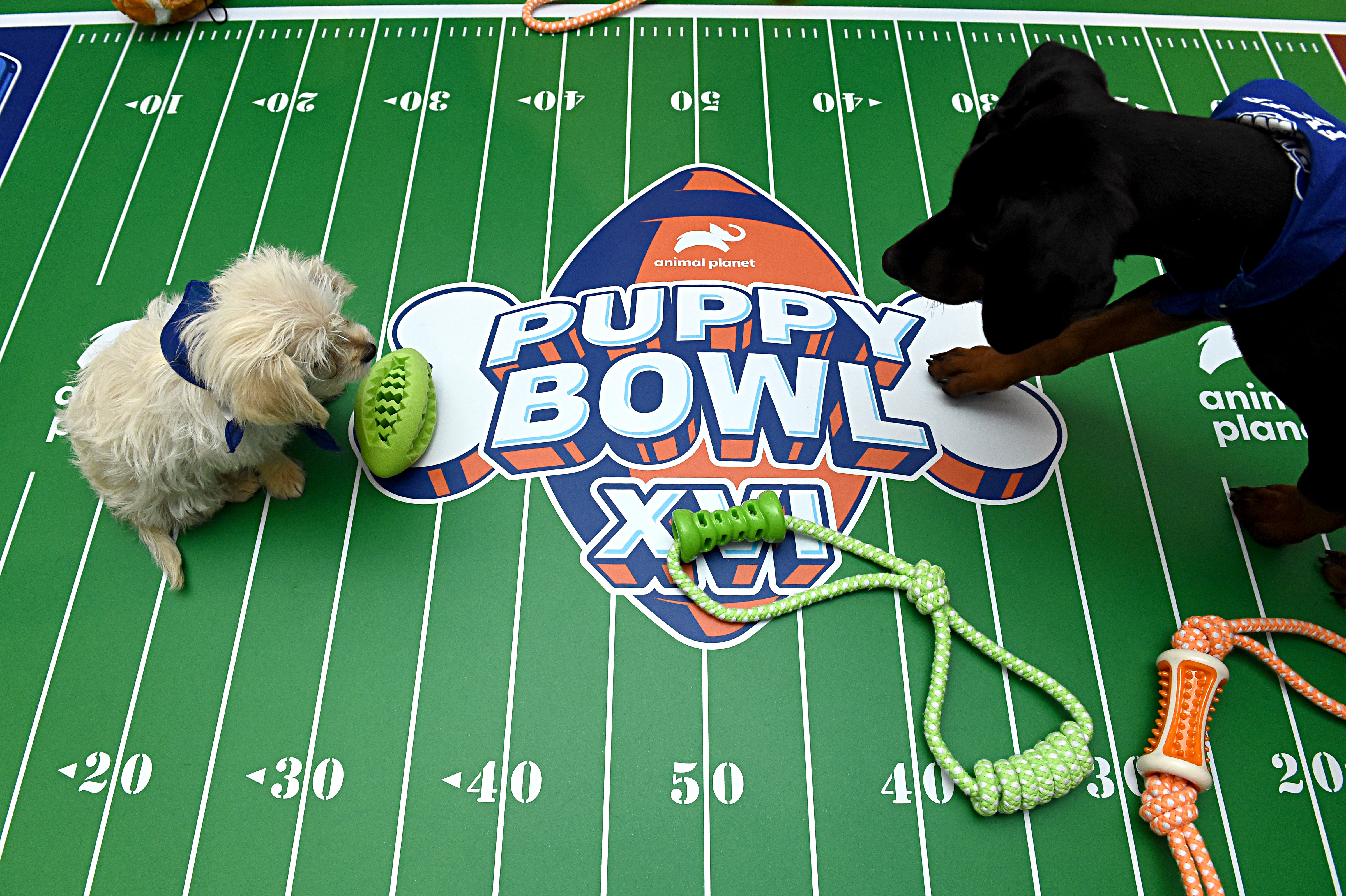 What time, TV channel is Puppy Bowl 2023 on today? Free live stream, how to  watch 