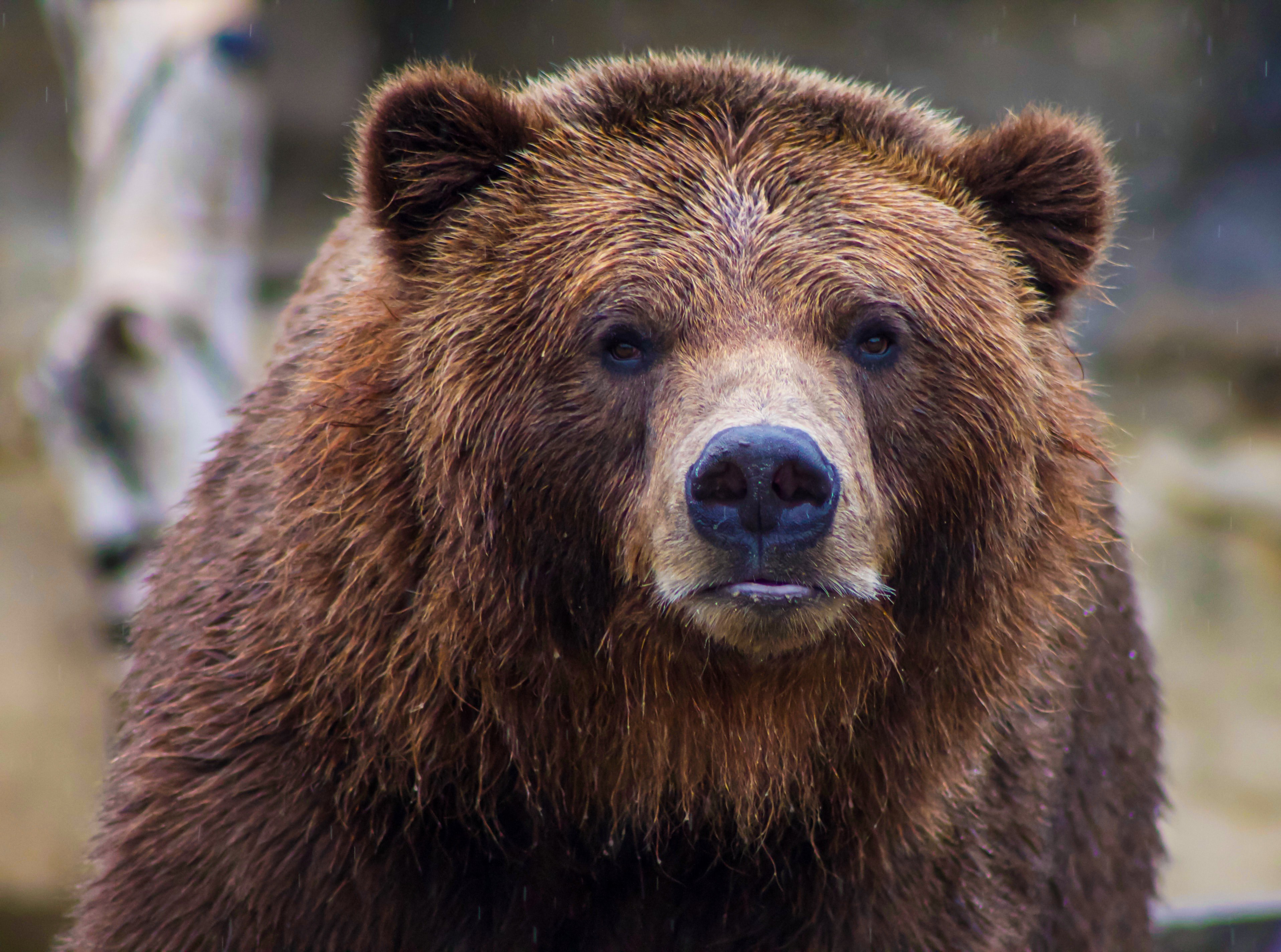 NFL quarterback Carson Wentz hunts down black bear in Alaska: 'Bucket list  opportunity'