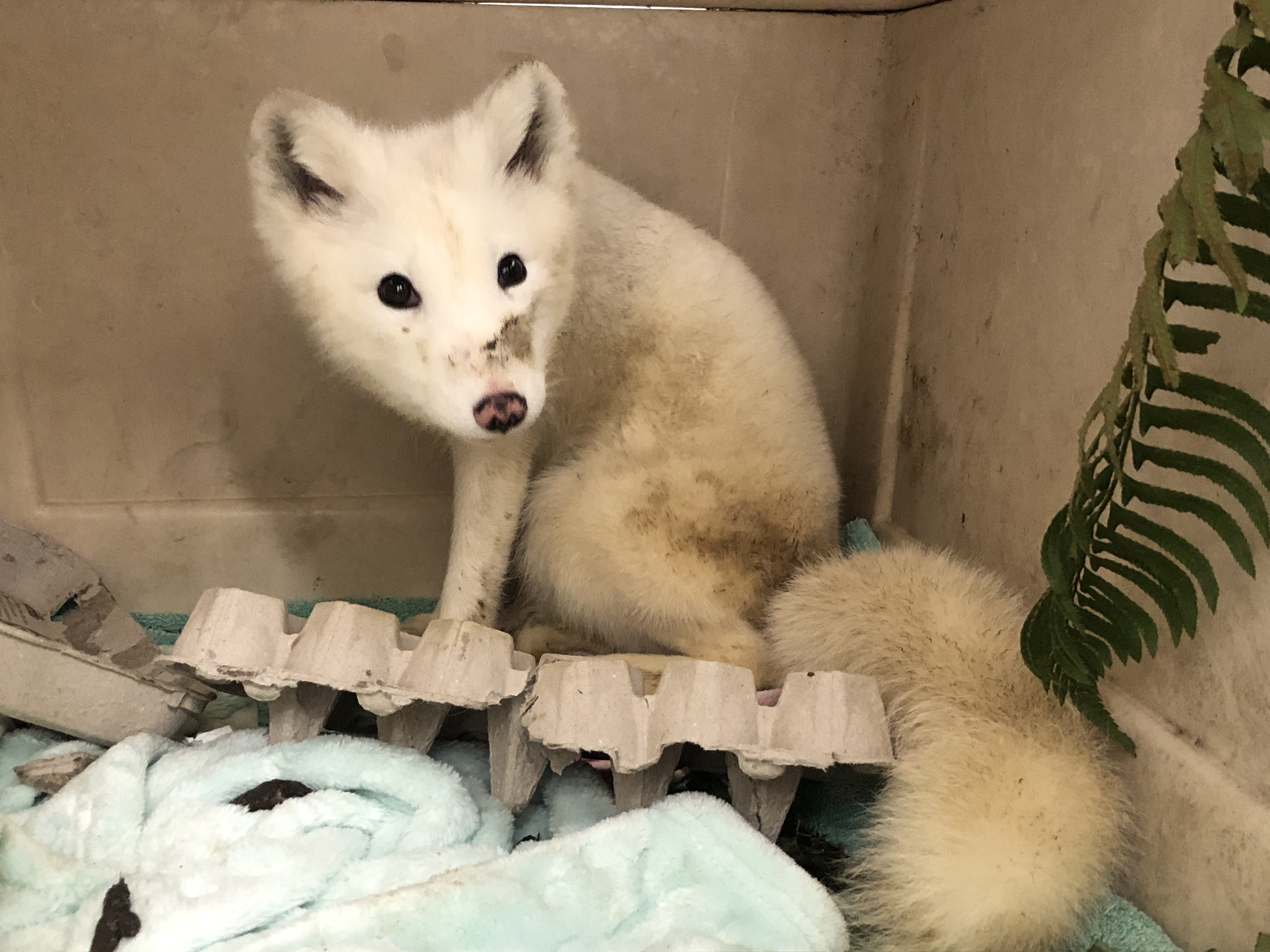 Case of mysterious white fox spotted in Portland solved (almost