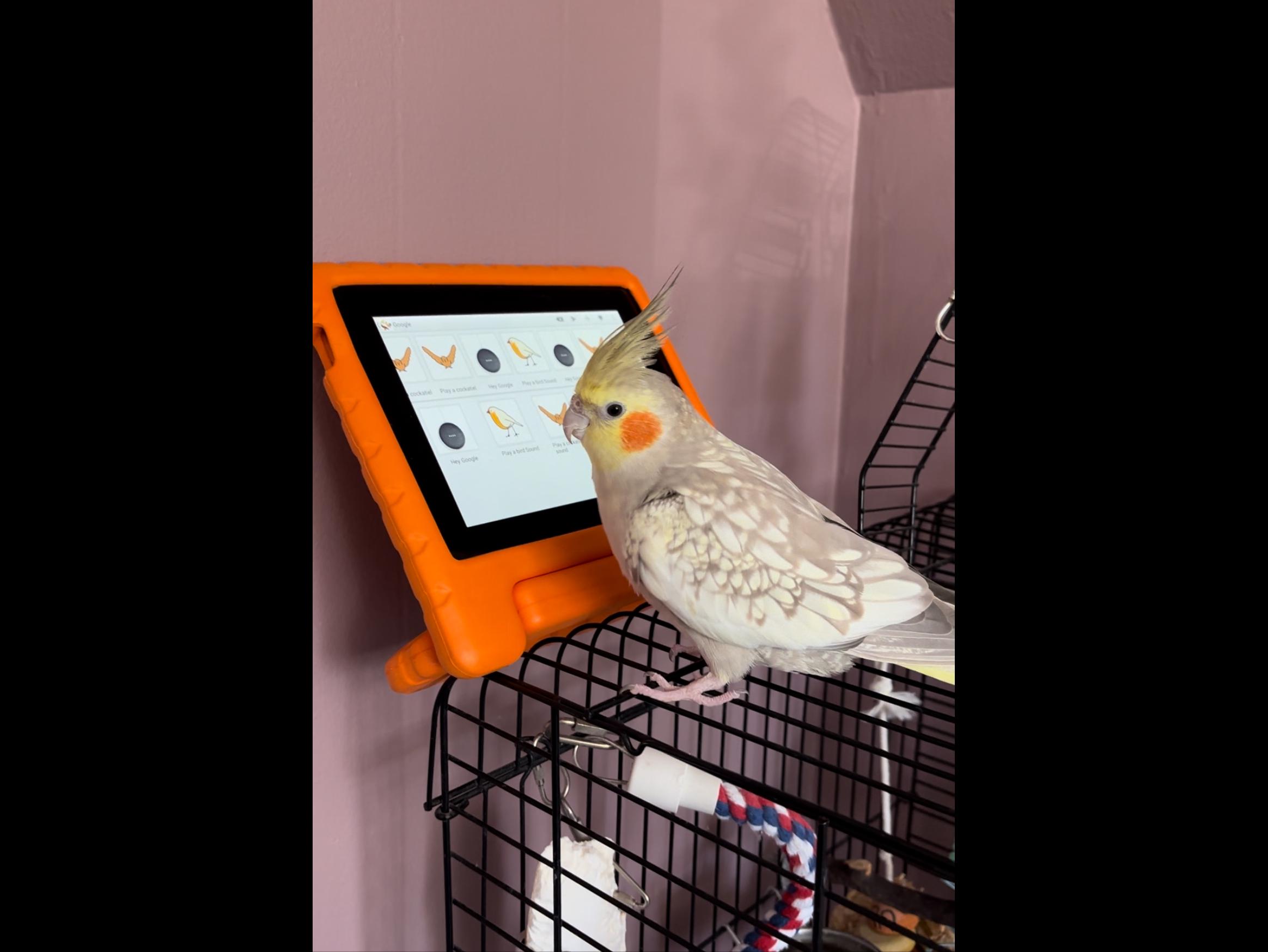 A cockatiel spent 5 days on the lam, and ended up on a humane