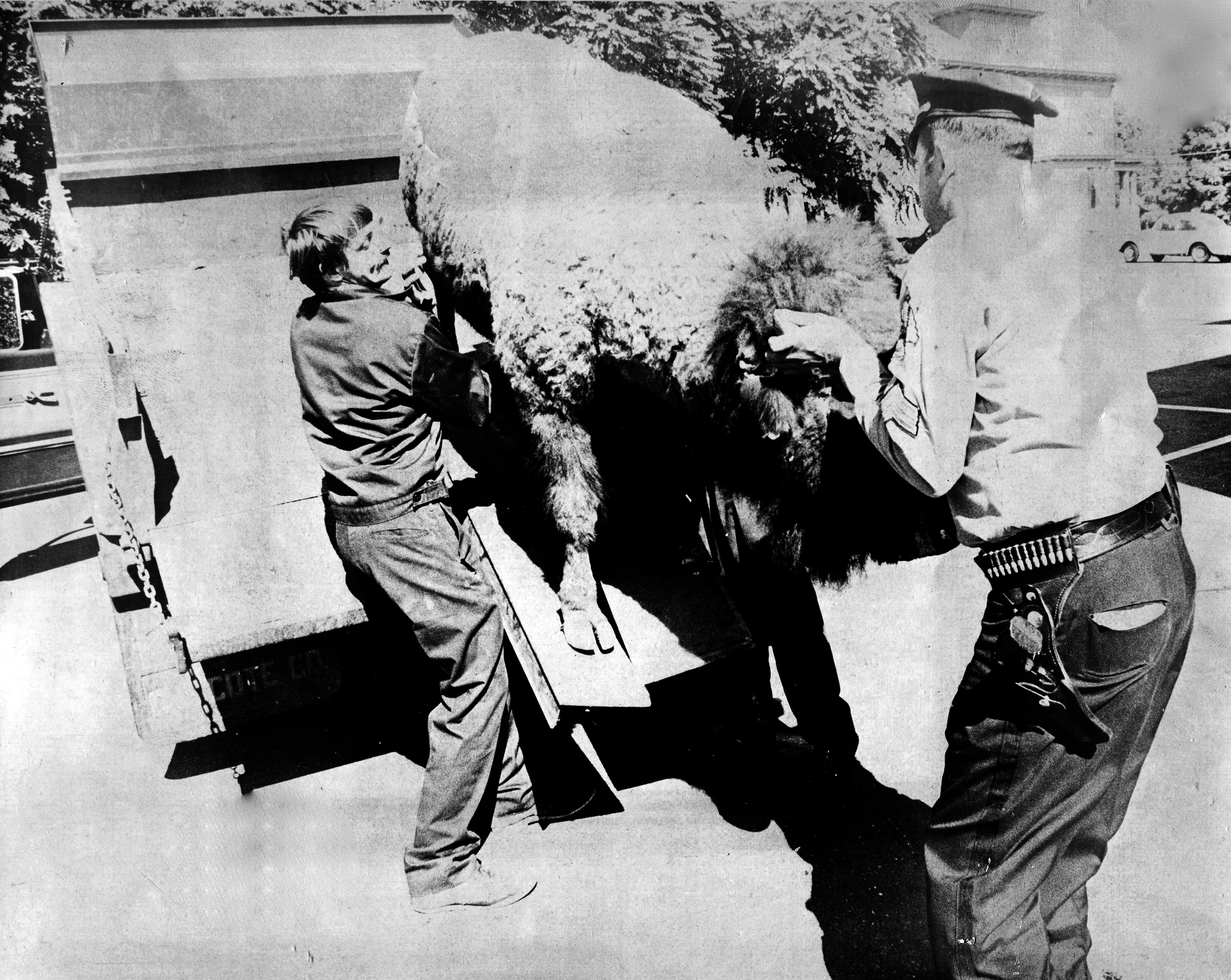 Sept. 20, 1973 - Agawam - A bison arrives at Riverside Park. (Republican file photo) Staff-Shot