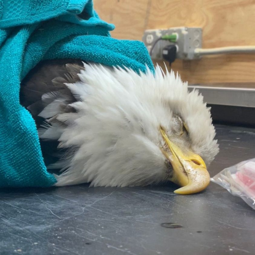 This sickened American bald eagle arrived April 4 into the care of the Skegemog Raptor Center in Traverse City.