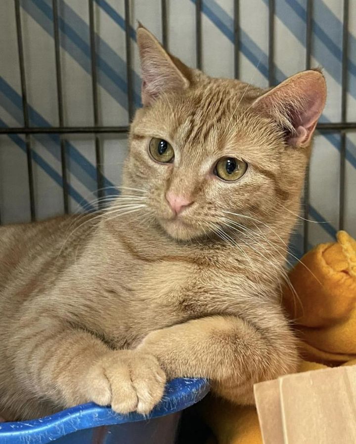 N.J. pets in need Jan. 30, 2023