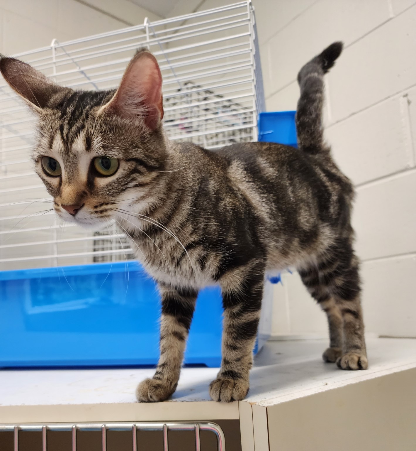 African savannah best sale cat price