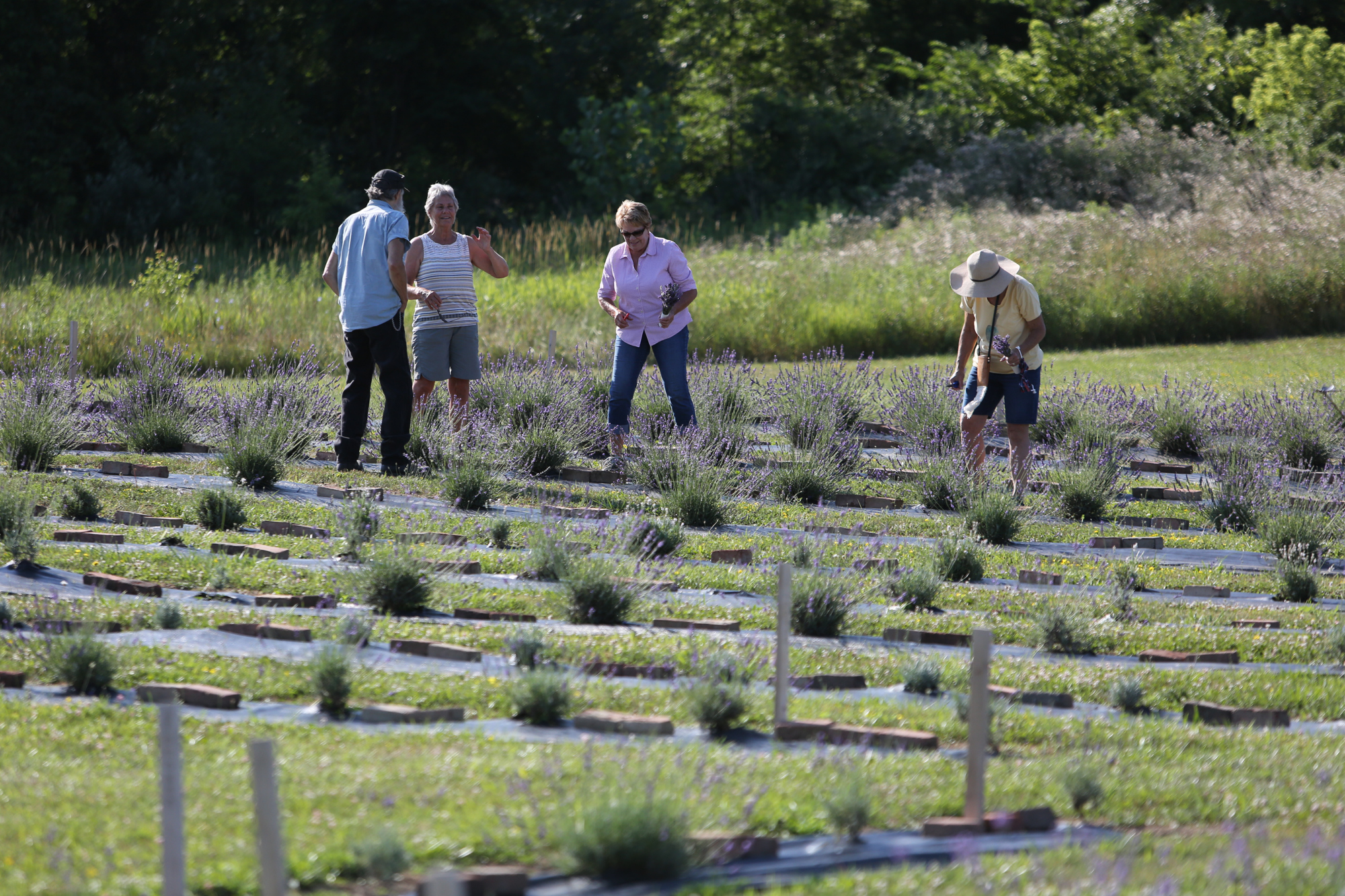 Lavender Trails Farm in Orrville