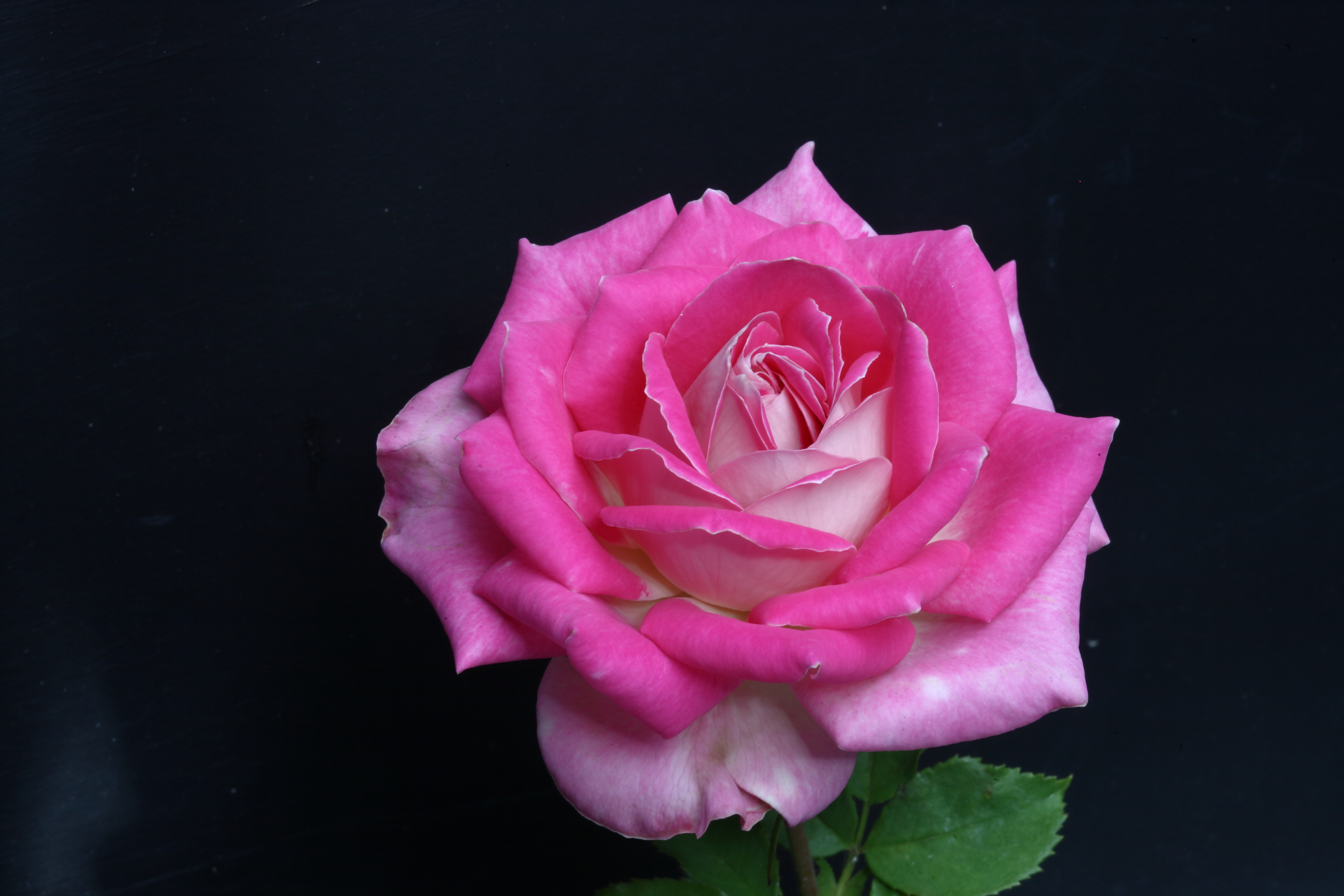Princess Power' is the official rose of the 2020 Portland Rose