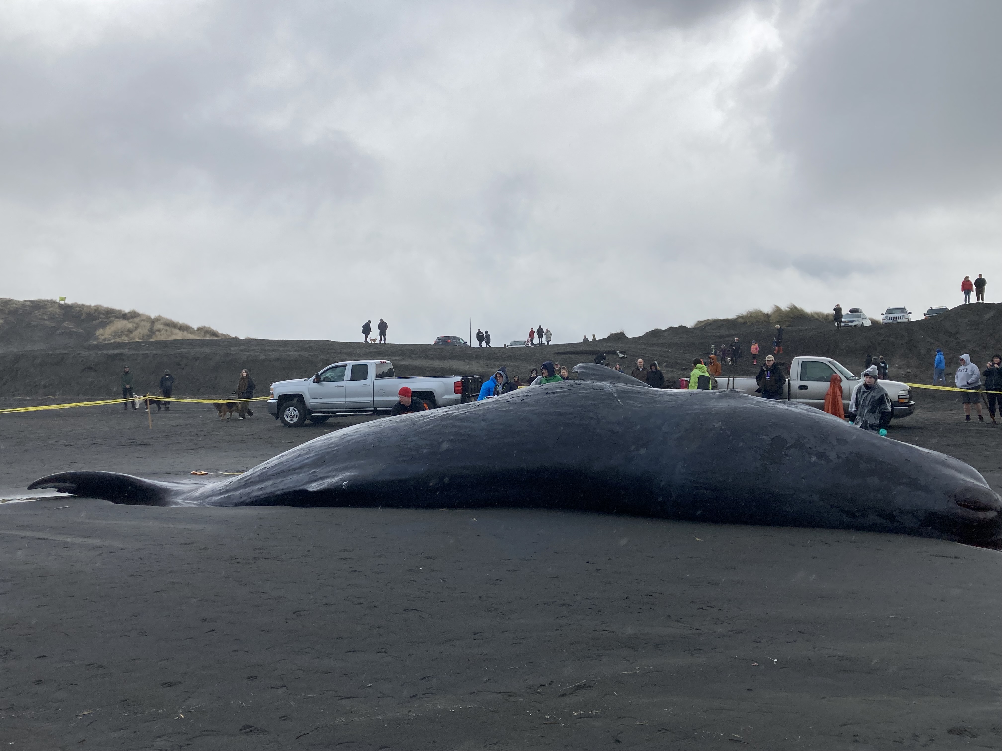 An expert explains what's next for washed-up whale on Oregon Coast - OPB