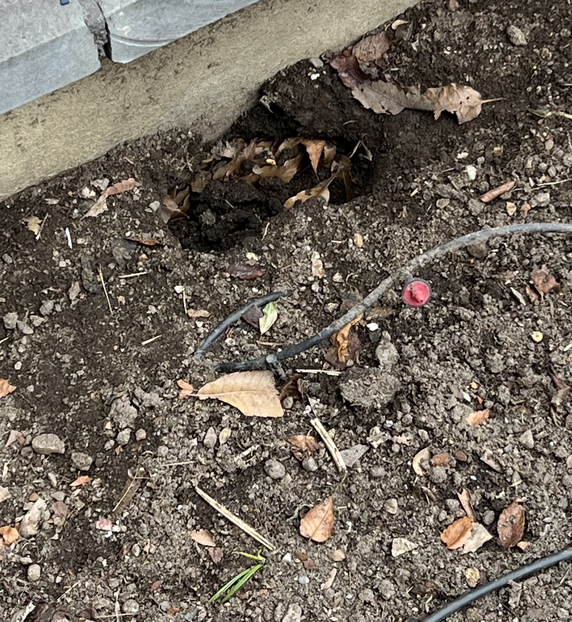 Hoboken rats - nj.com