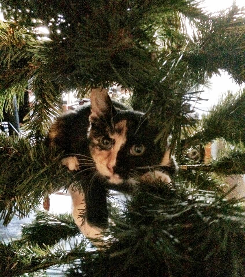 Cats and Christmas trees - al.com