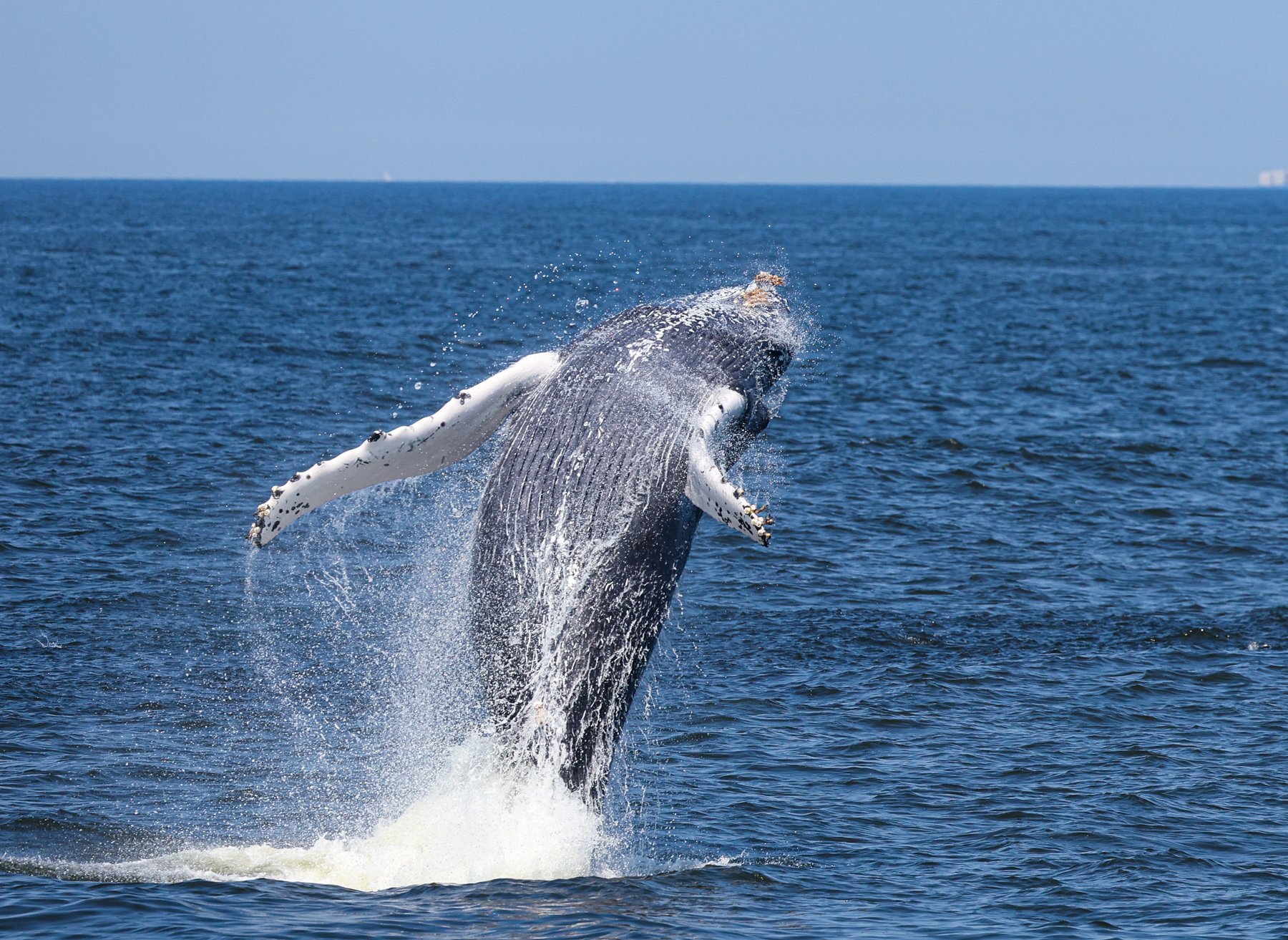 Jersey Shore Dolphin/Whale Watchers