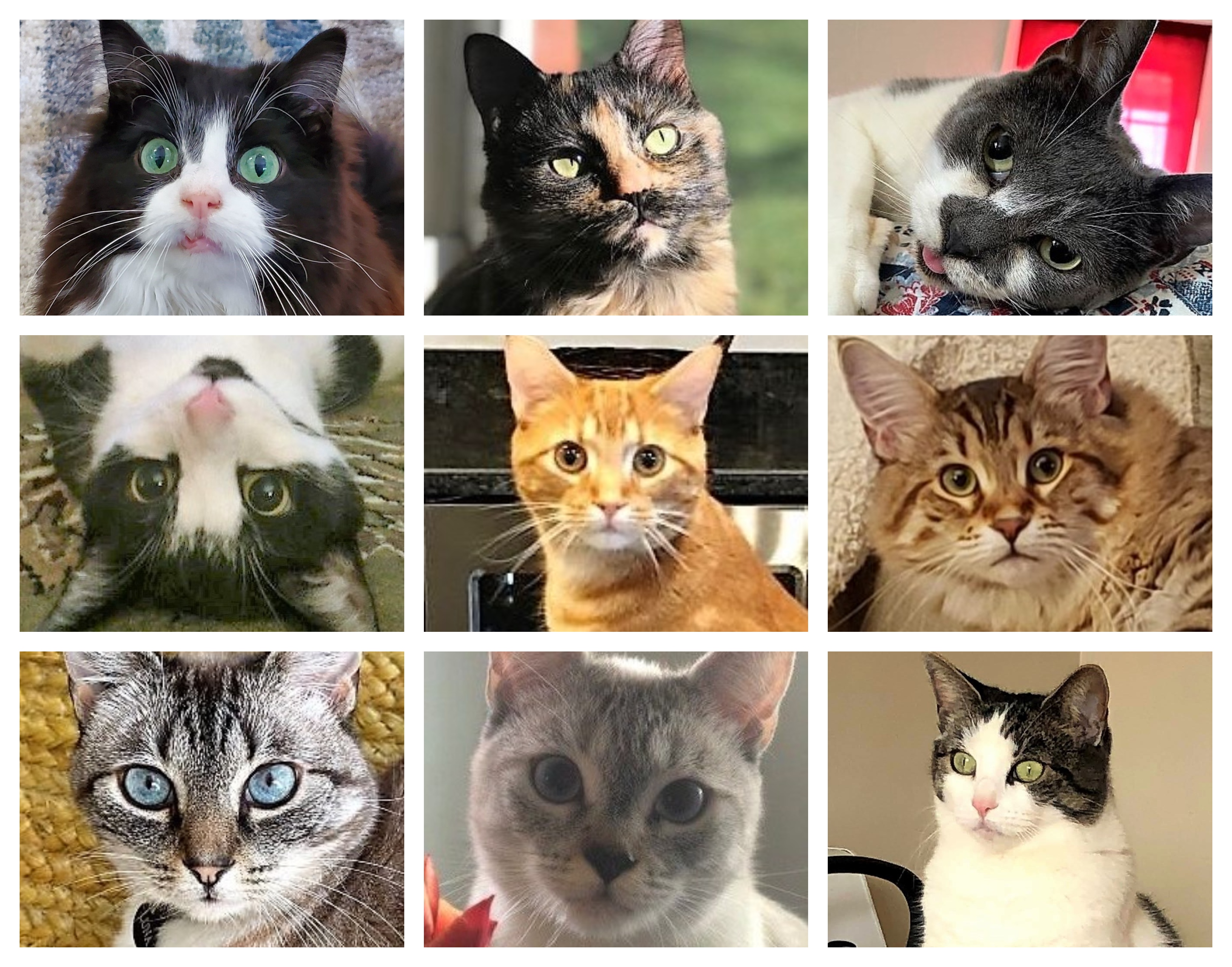 Top 10 Cutest Cat Pictures of All Time + Honorable Mentions