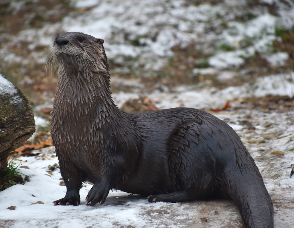 Akron Zoo 'heartbroken' over unexpected death of male river otter - cleveland.com