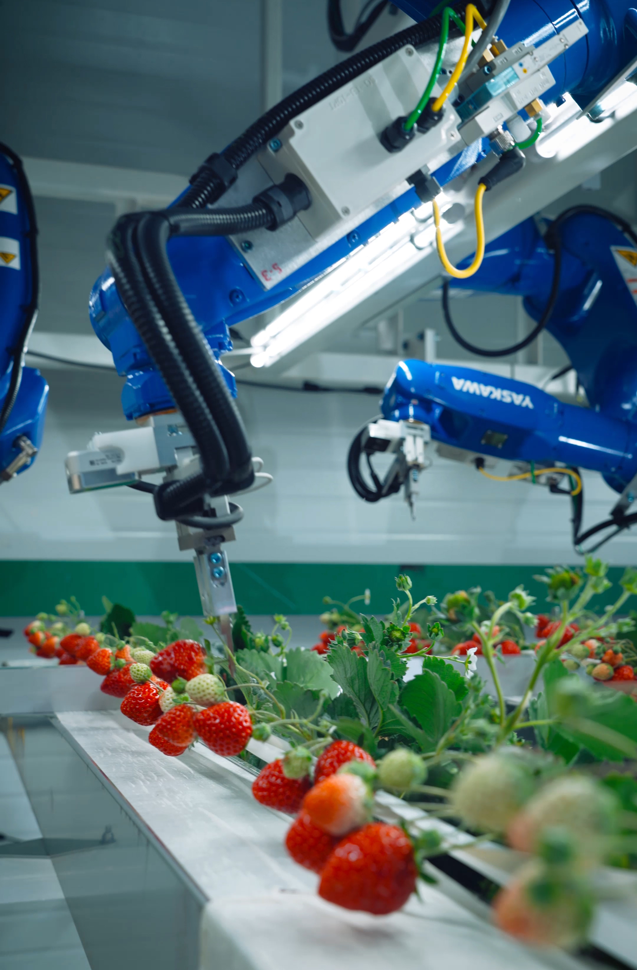 Indoor vertical farm opens in Phillipsburg area, growing