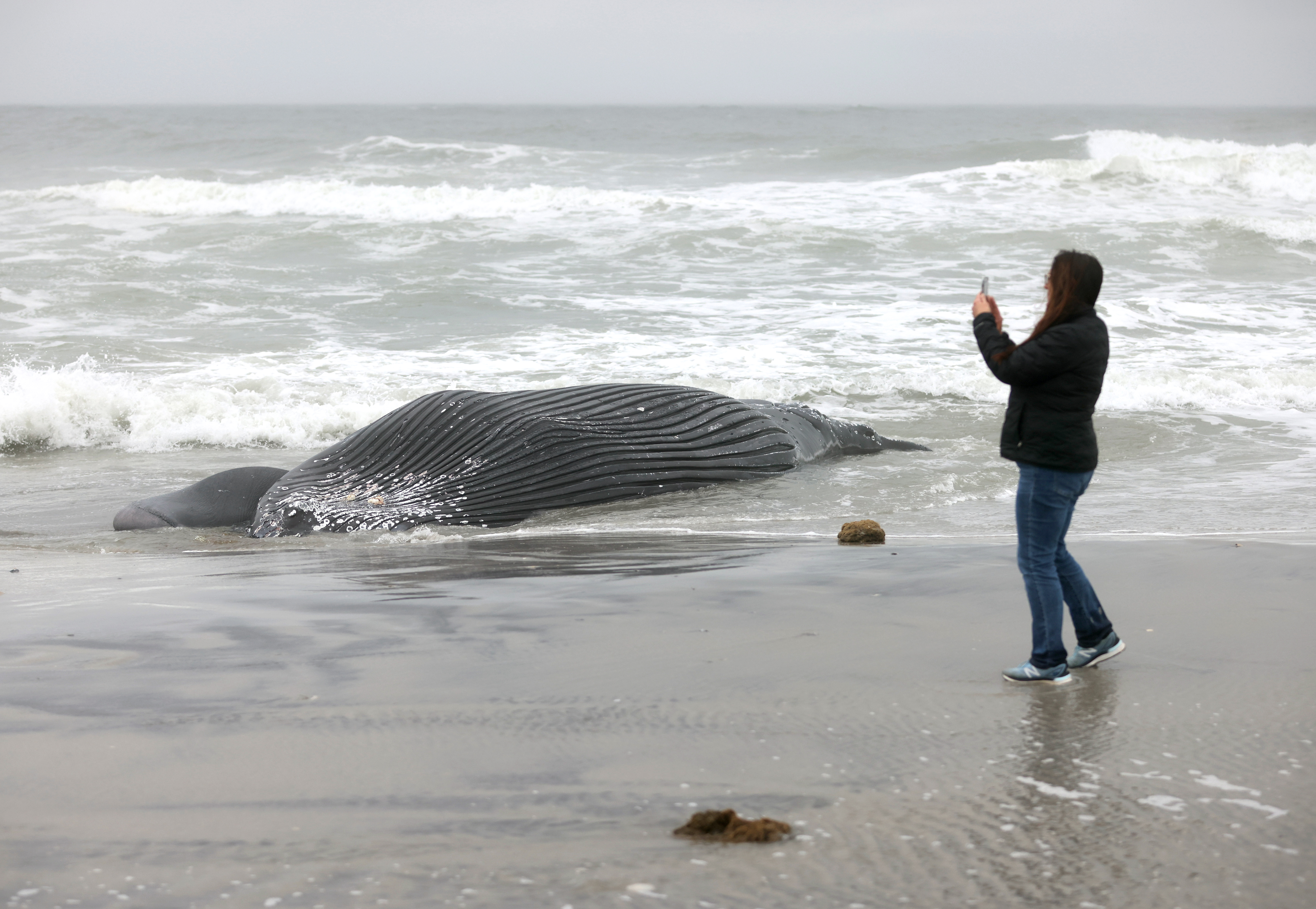 Plagen Neem de telefoon op Aggregaat 7th dead whale washes up at Jersey Shore. Calls to stop offshore wind work  grow. - nj.com