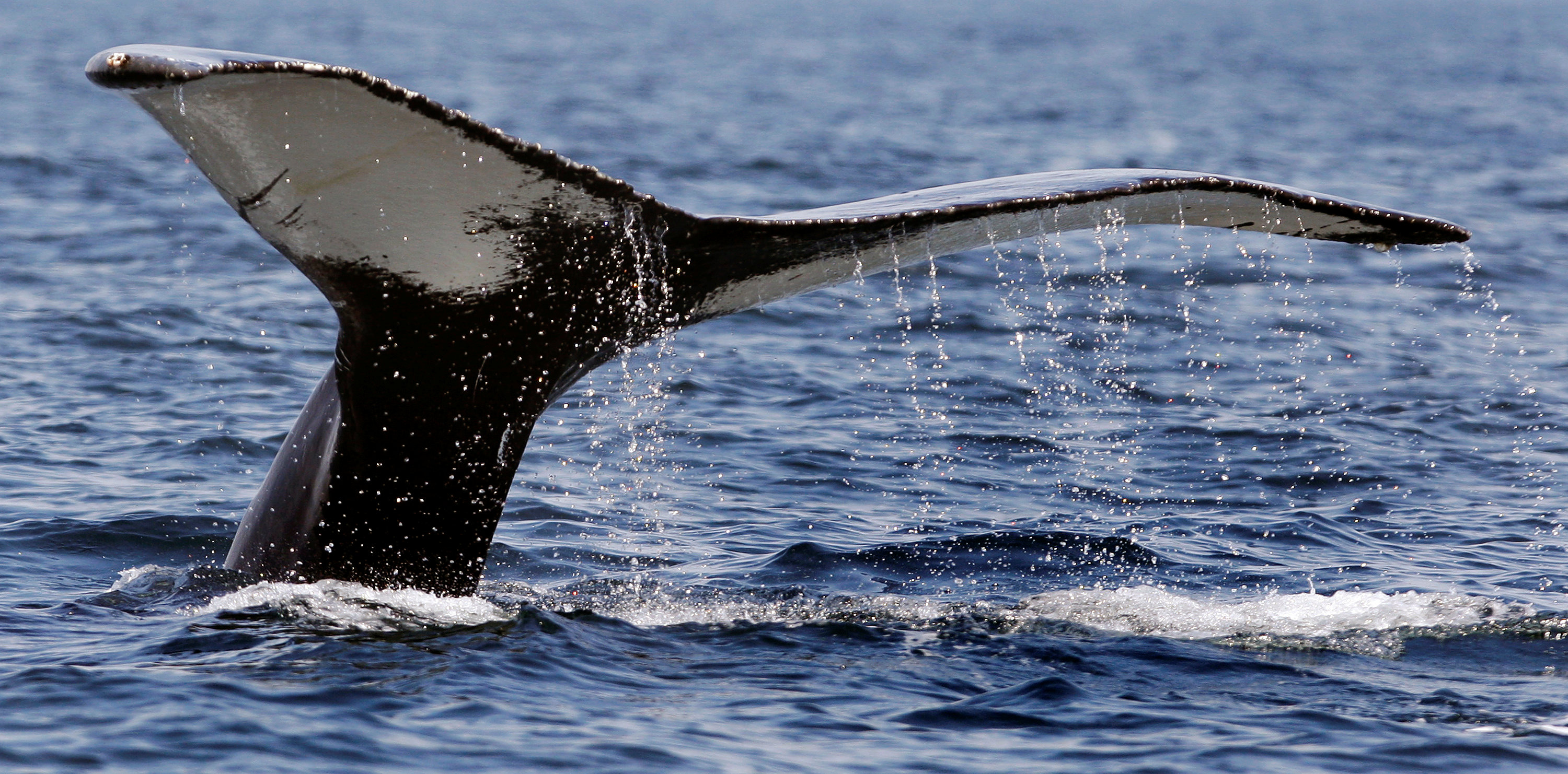 Massachusetts paddleboarder captures moment whale hits boat on video