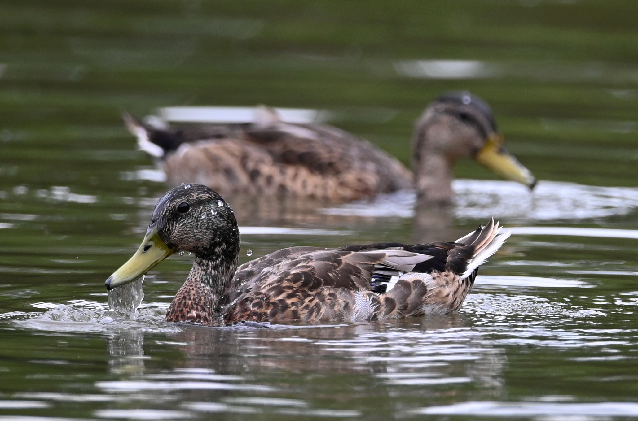 Webster Pond - syracuse.com