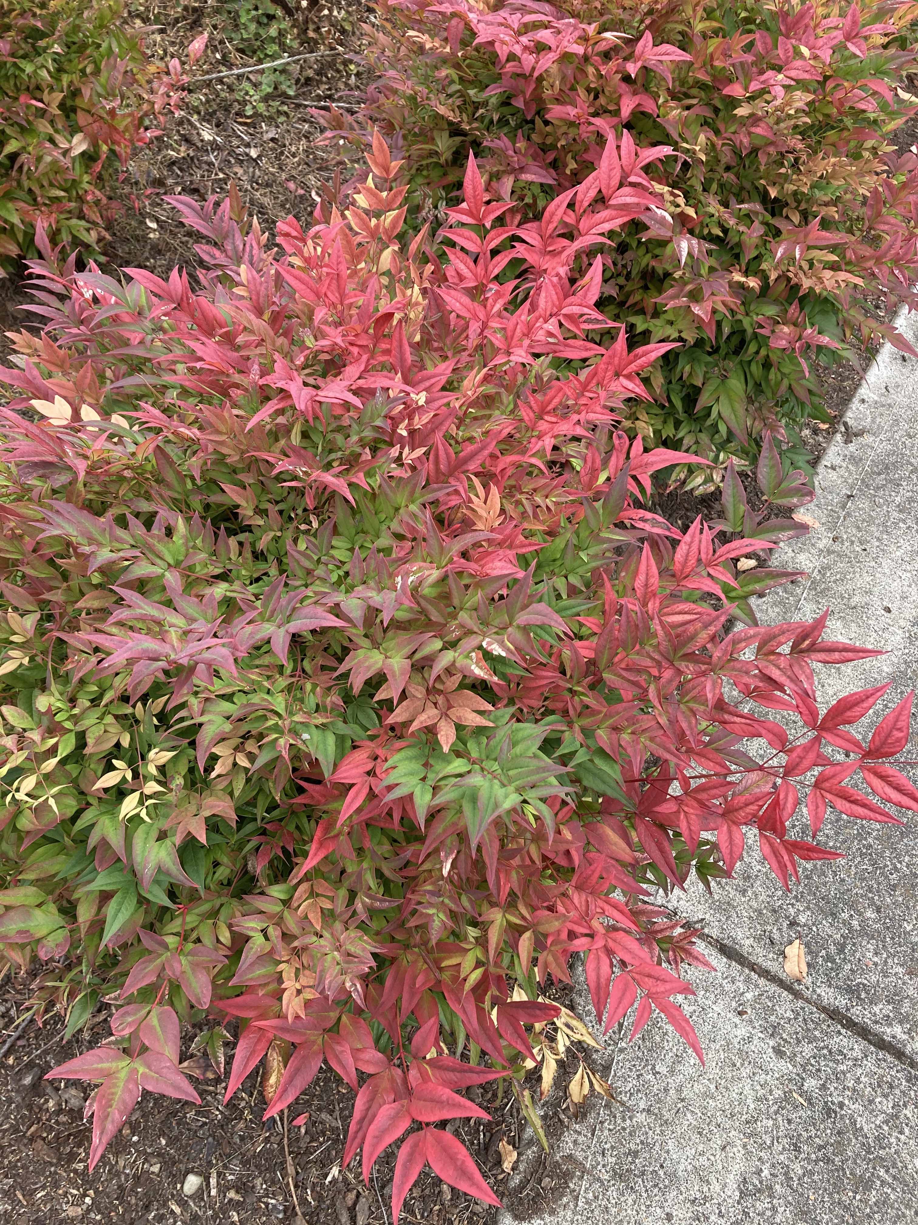 Nandina 'Firepower' is recommended by Bruce Hegna of Nature/Nurture Landscape Design.