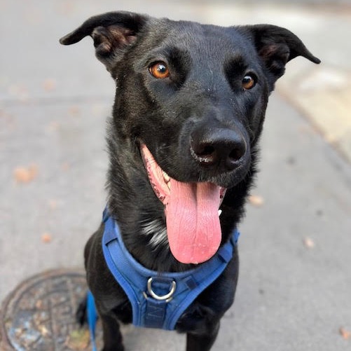 Searching for a new pet? Look no further. Nov 8-9 - silive.com