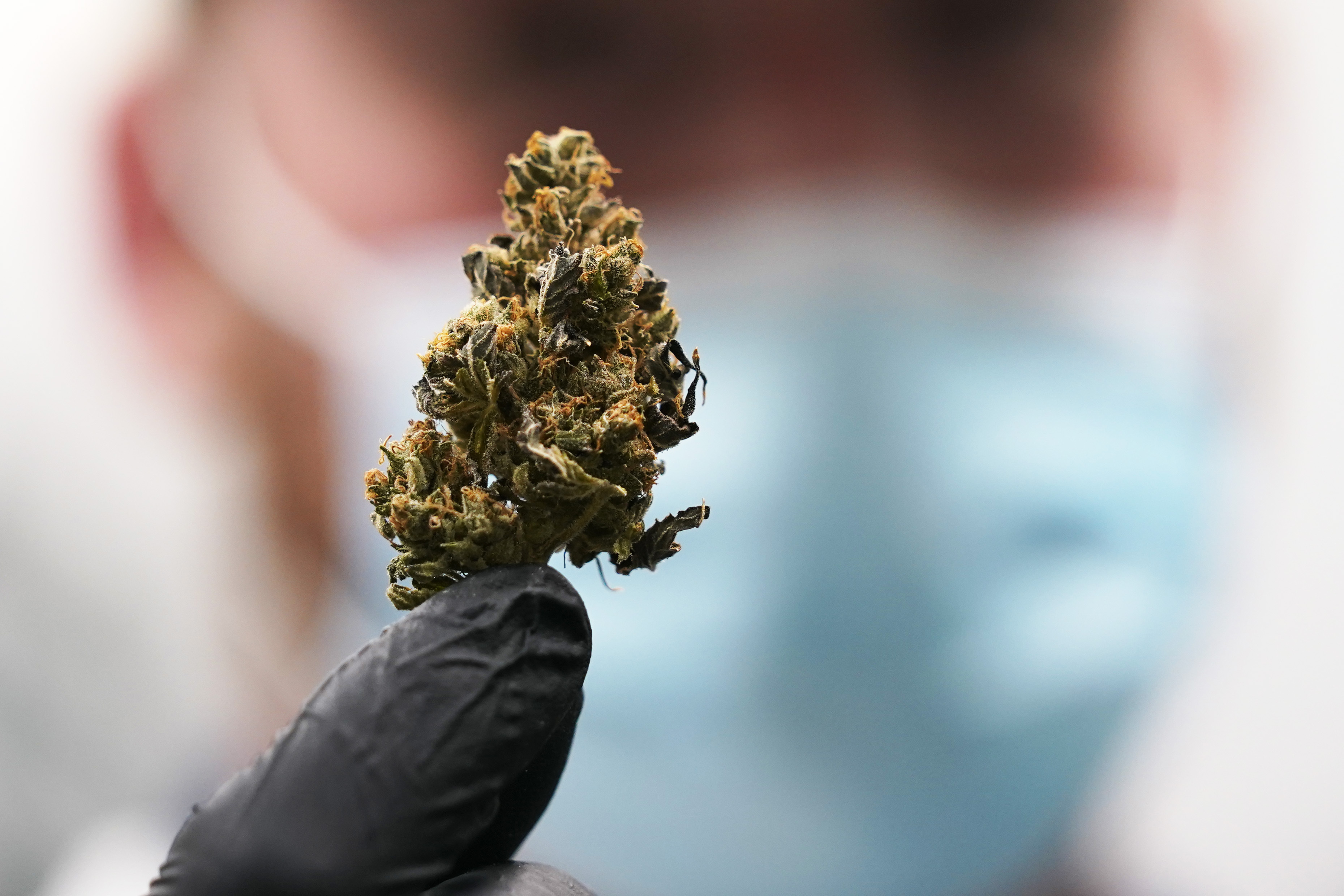 Lion's great Johnson opening mega marijuana facility