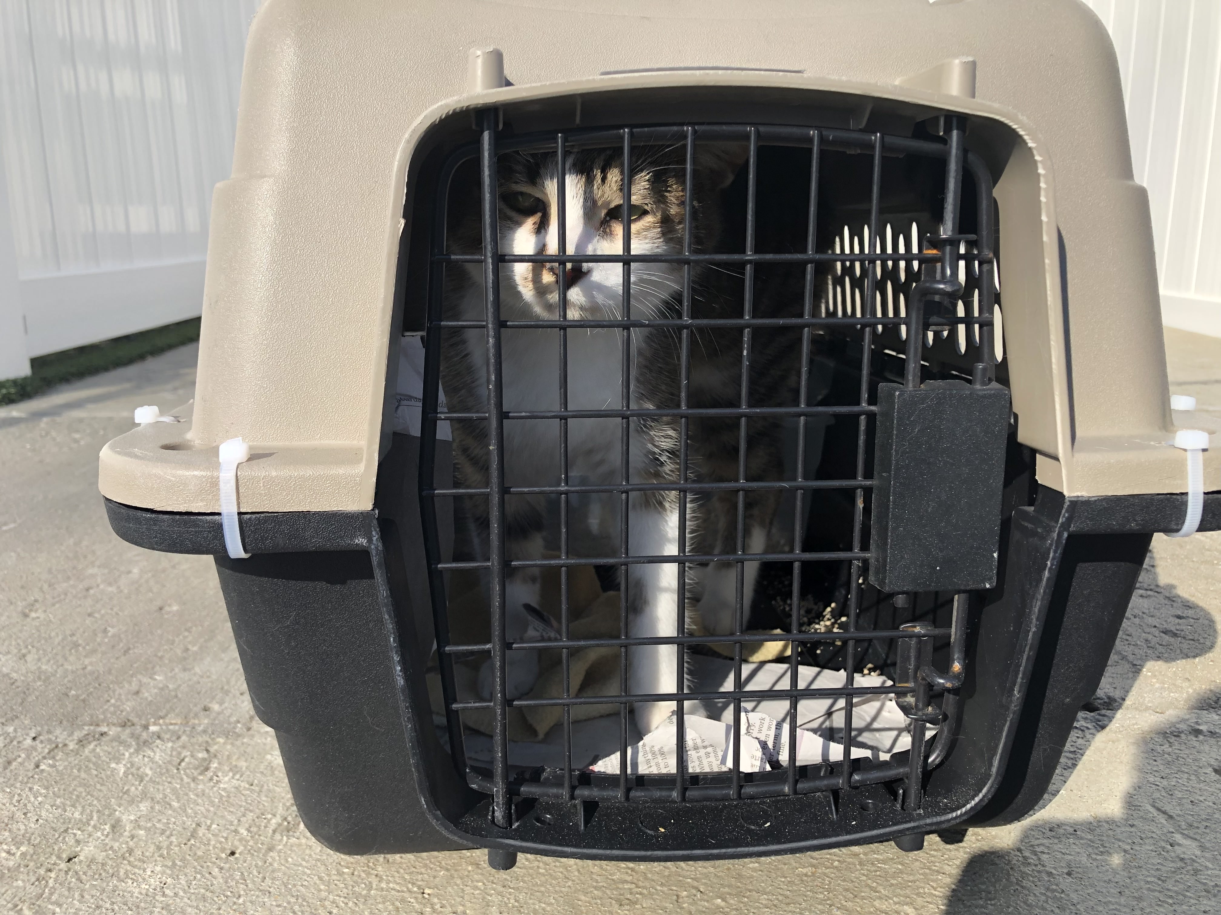 32 cats relocated to Mass. from South Carolina by MSPCA and NEAS as ...