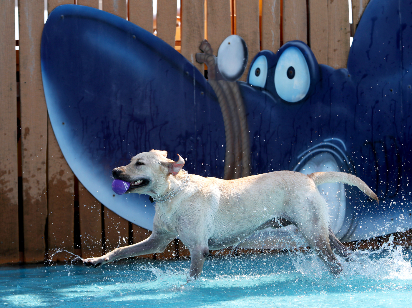 Do Dogs Need Water During The Day