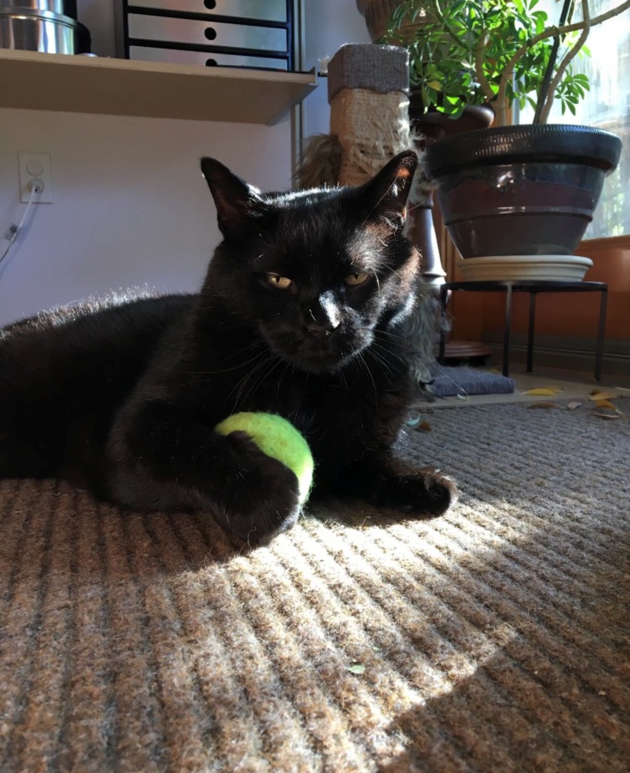 Death of cat found tortured bears 'striking' resemblance to 2