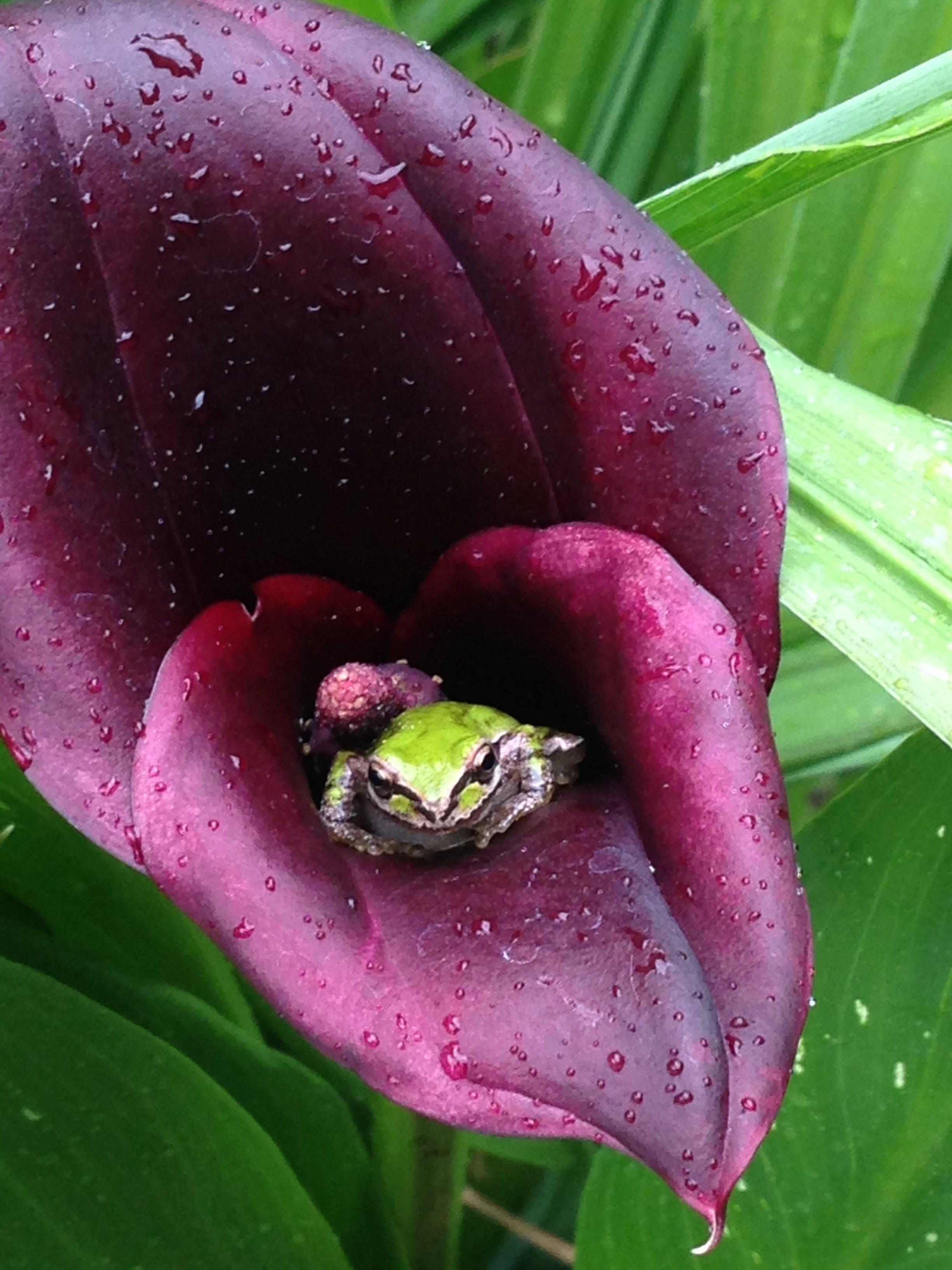 So remarkable to find a tiny little frog hiding in the Arum Lilly's we have  just planted. Also known as a reed frog. They are only found…, Little Frogs  To Hide