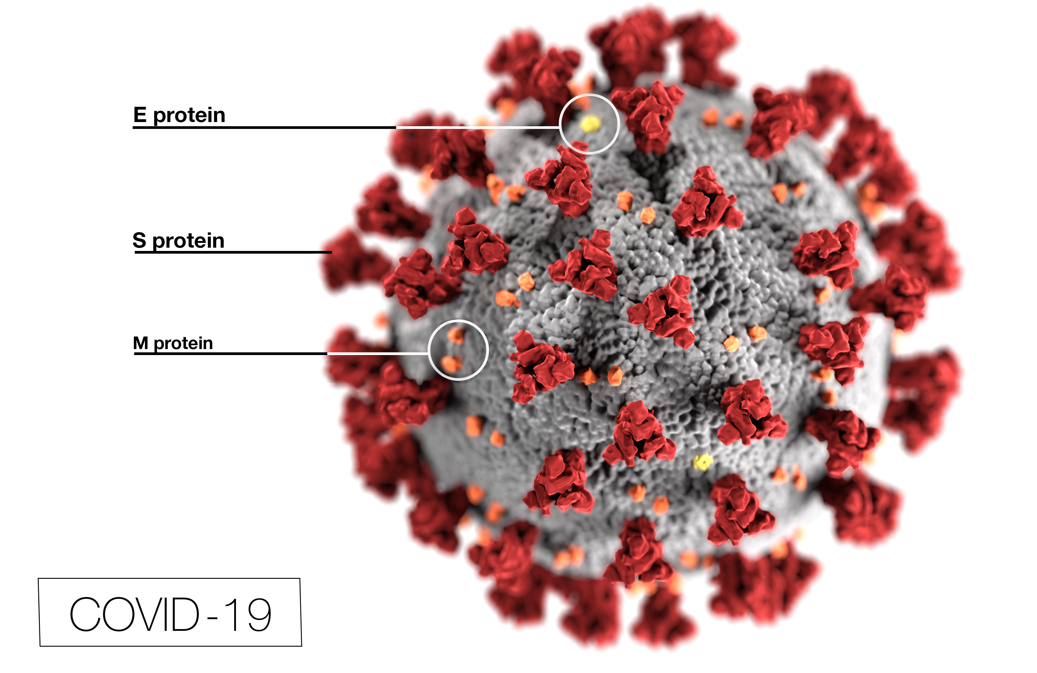 Волны коронавируса в мире. Вирус Covid-19. Covid-19. Коронавирус. Модель вируса коронавируса.