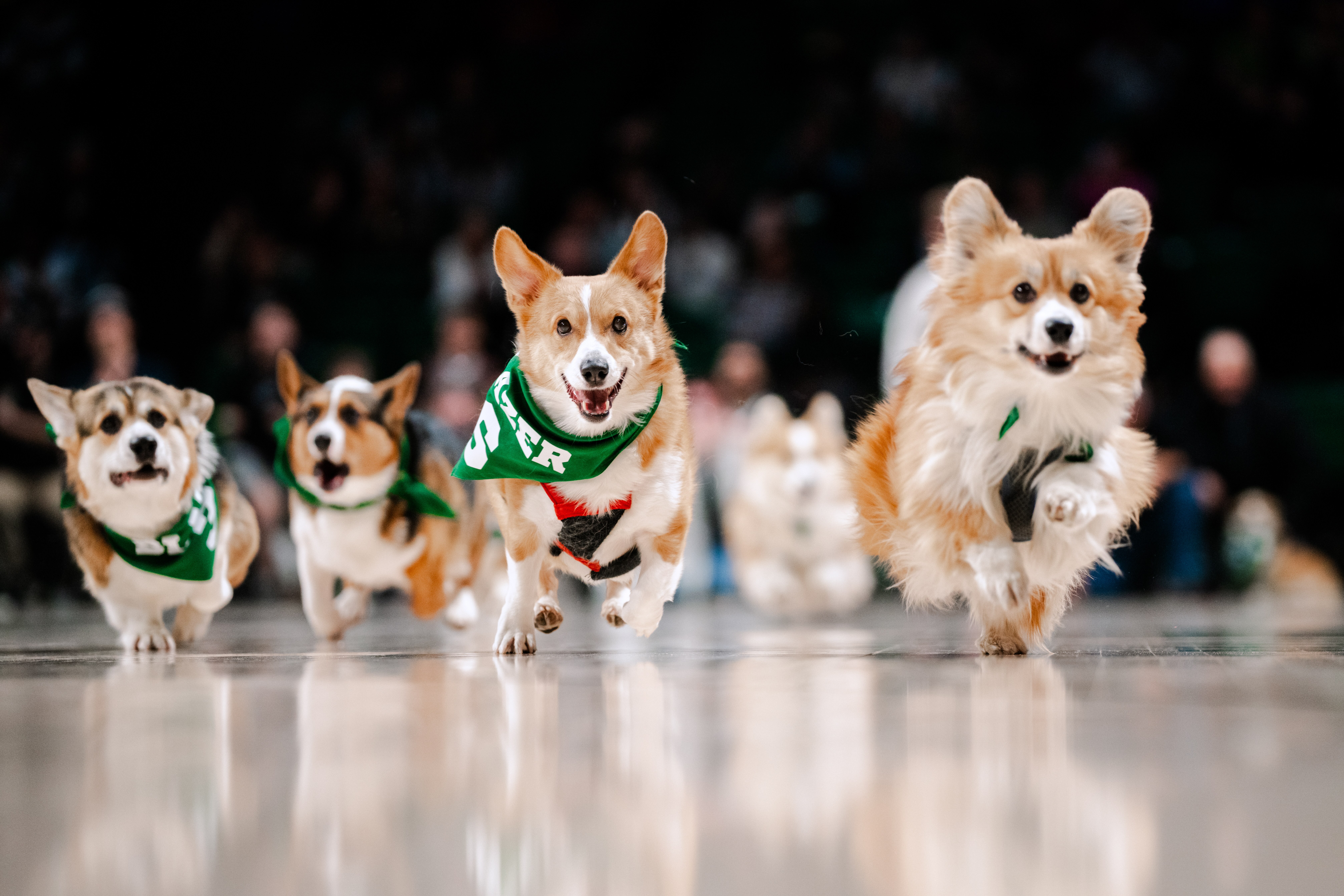 Corgi Amazon.com: JEKCA Welsh Corgi 04S-M01 | Dog Plastic Building