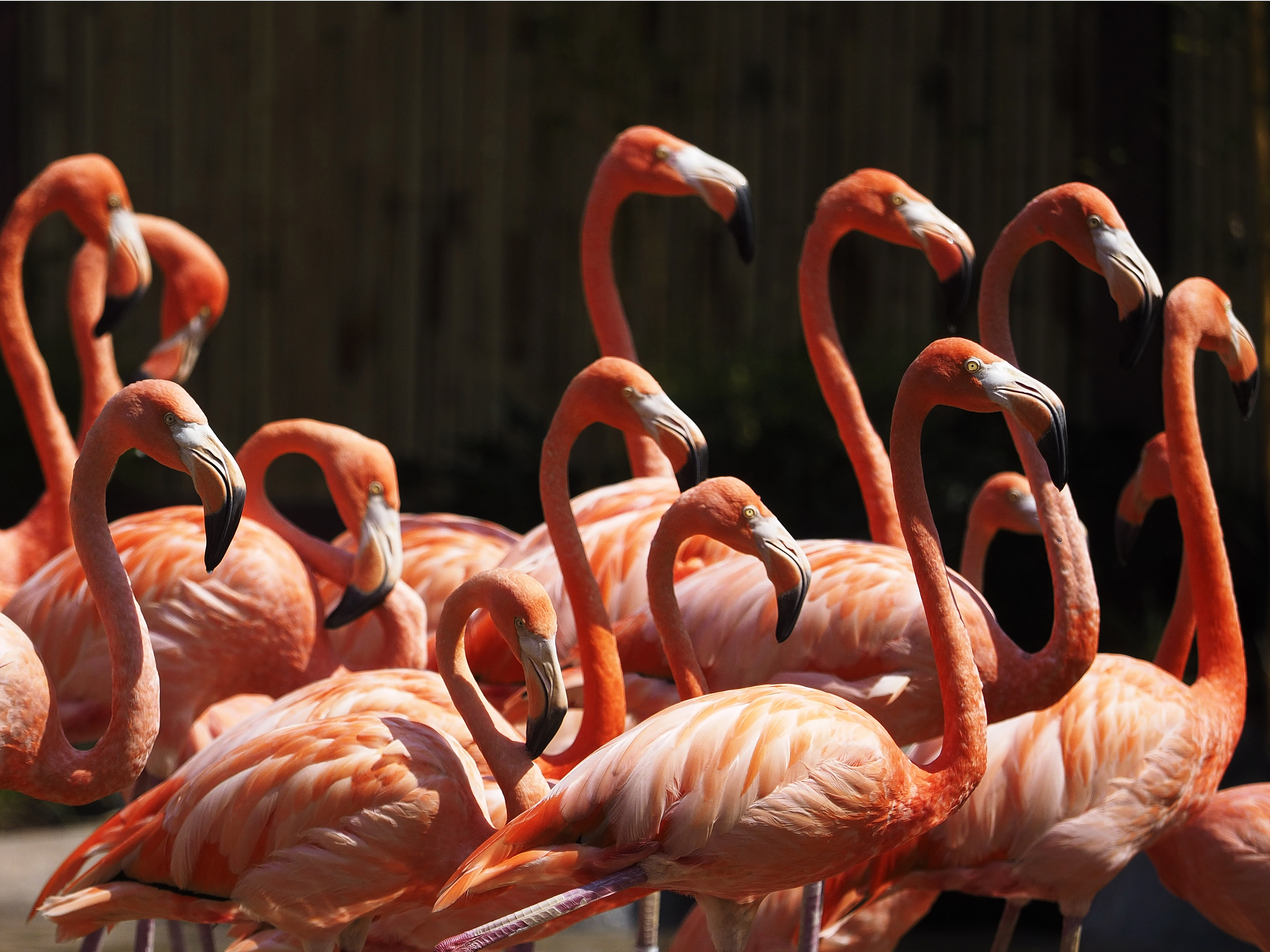 Flamingo that escaped Kansas zoo in 2005 spotted hanging out on Texas coast(02)