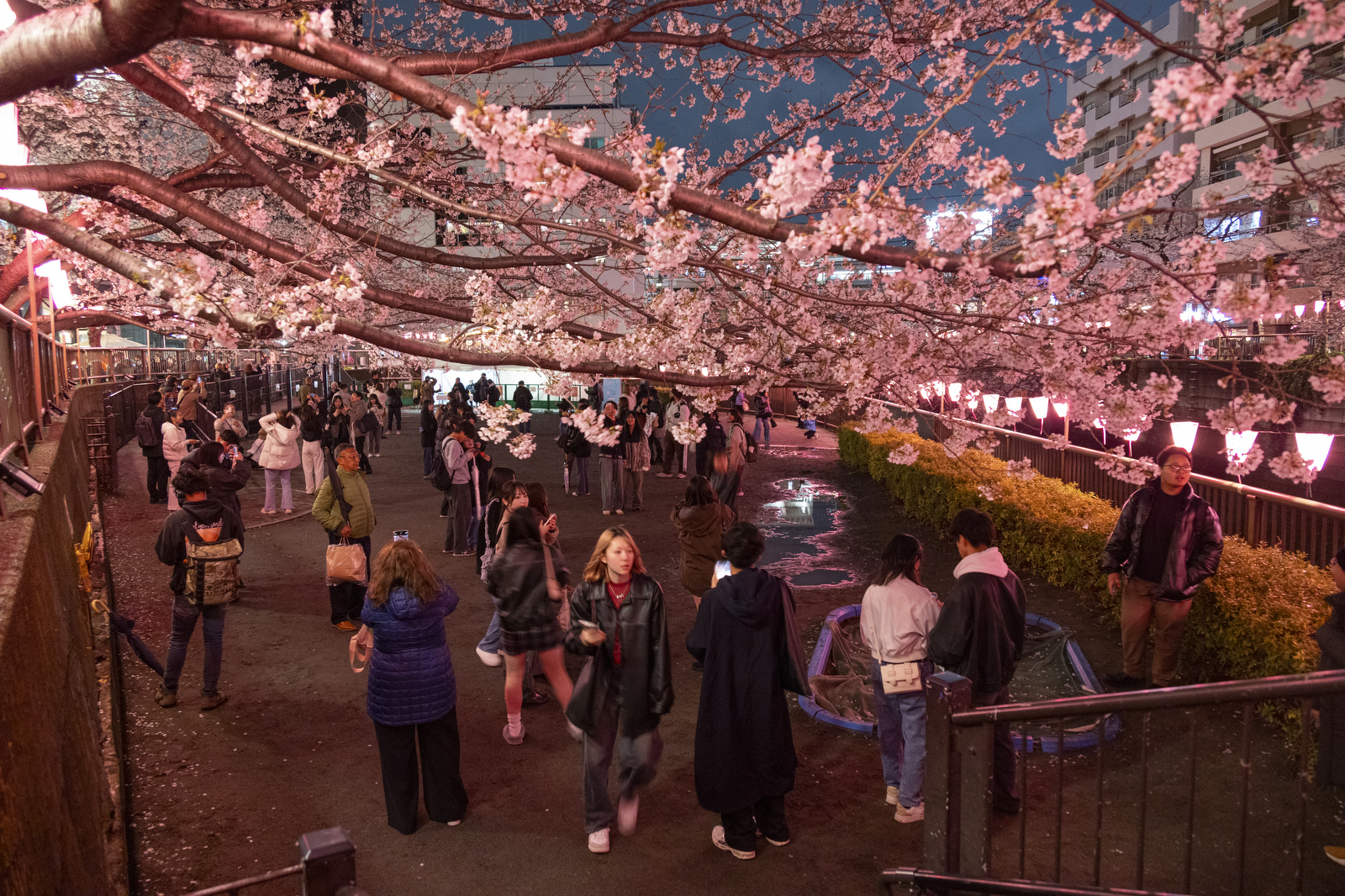 Chasing crowds and cherry blossoms during Tokyo's 'sakura hanami