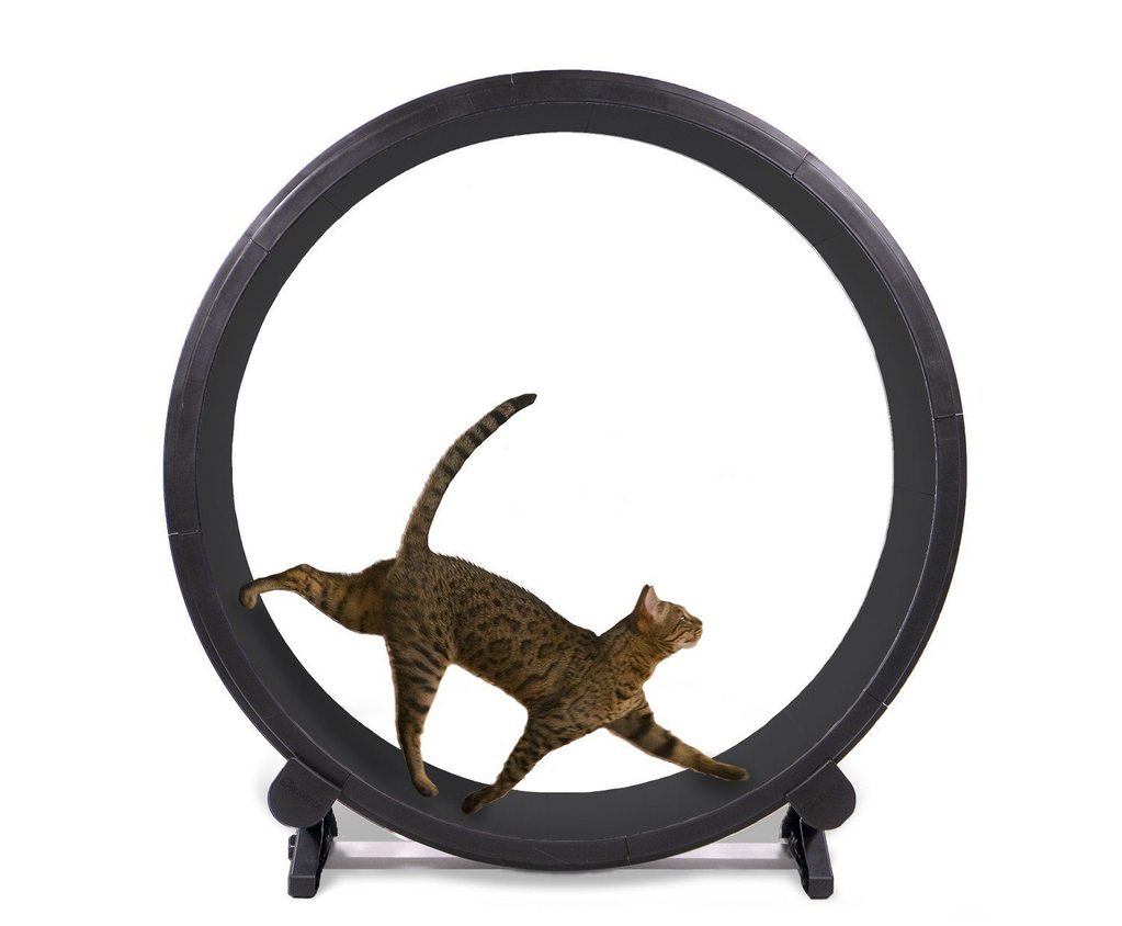cat wheel video
