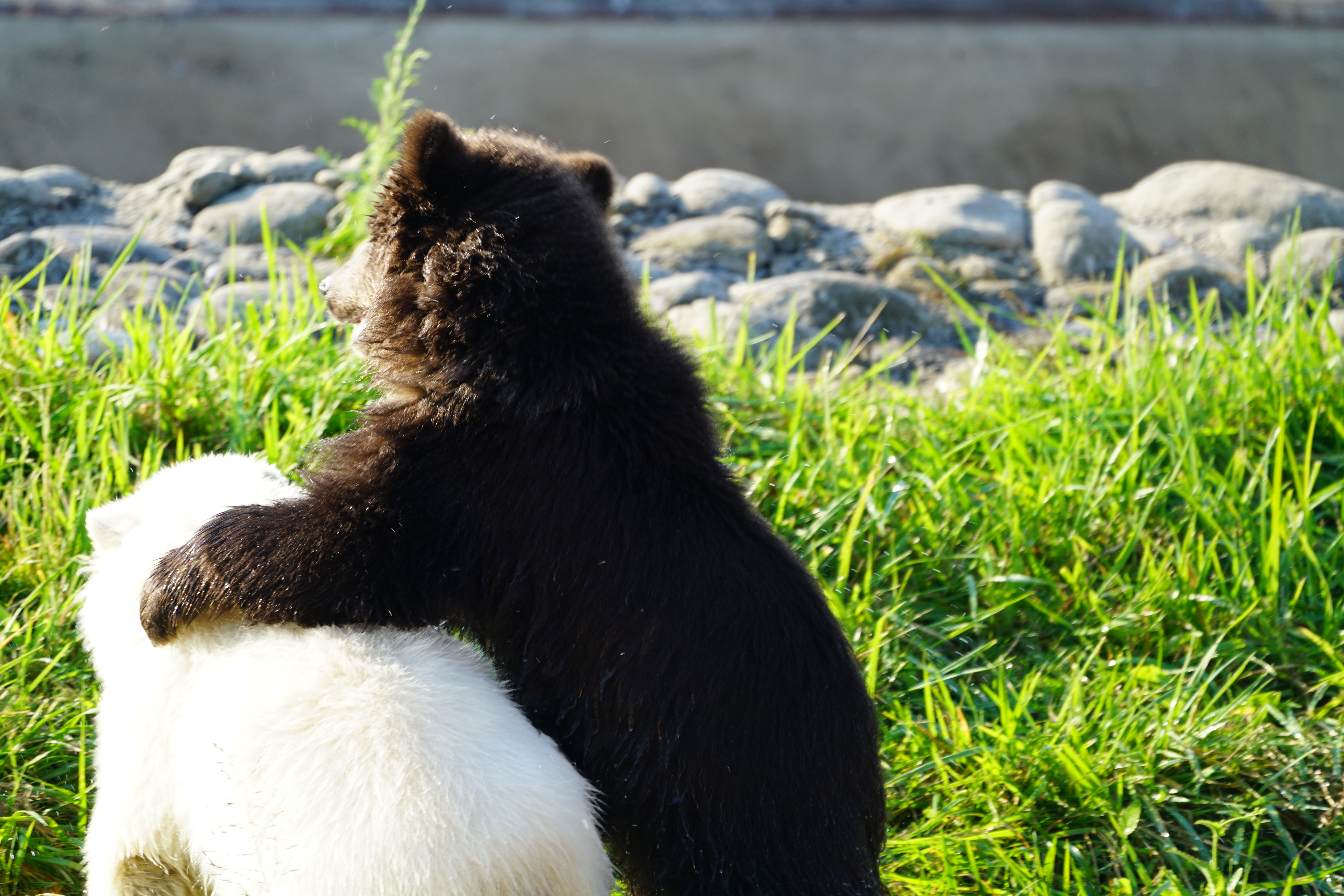 Orphaned polar, grizzly bears now playful companions at Michigan