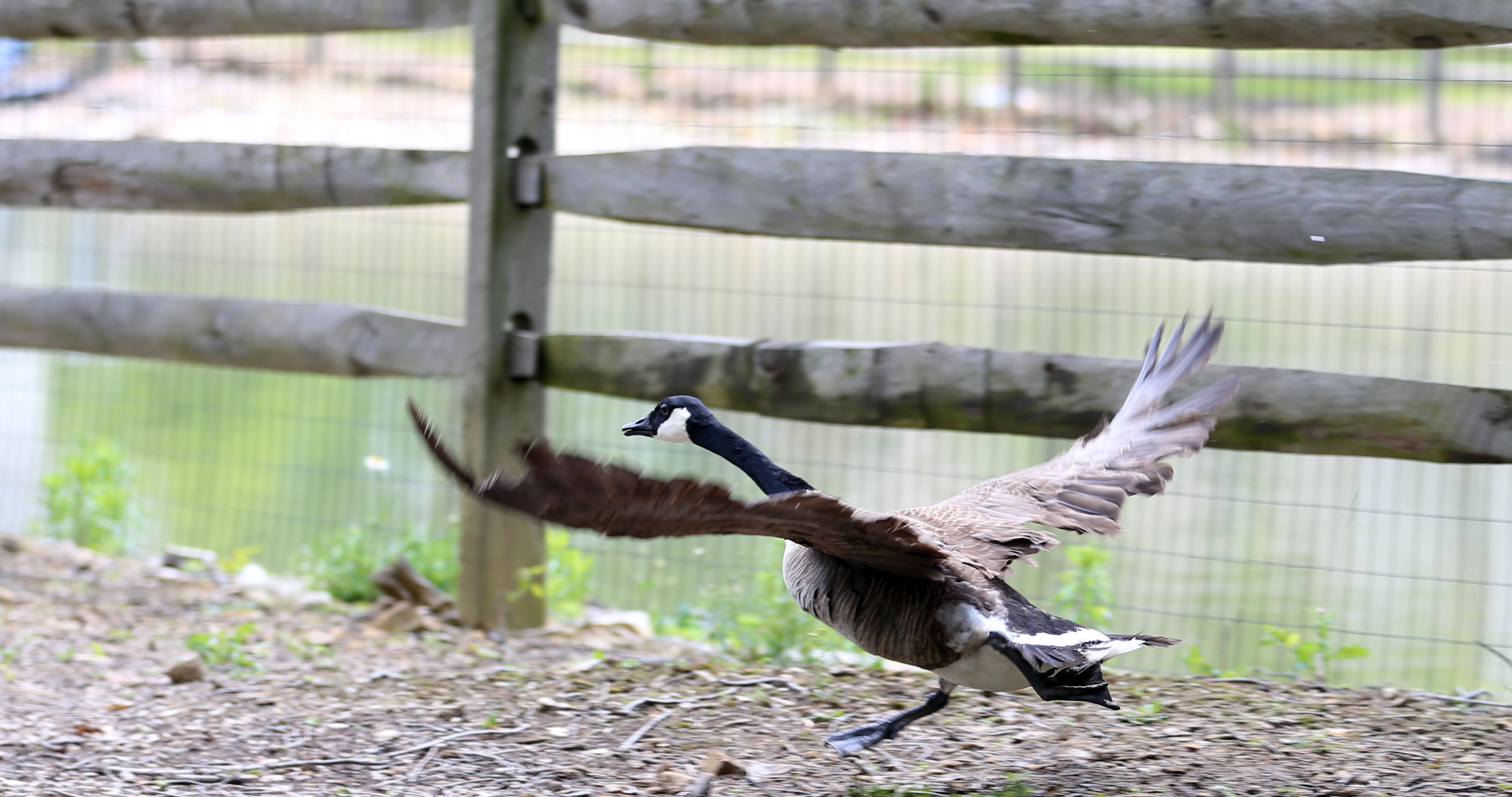 Canada geese clearance killing fine