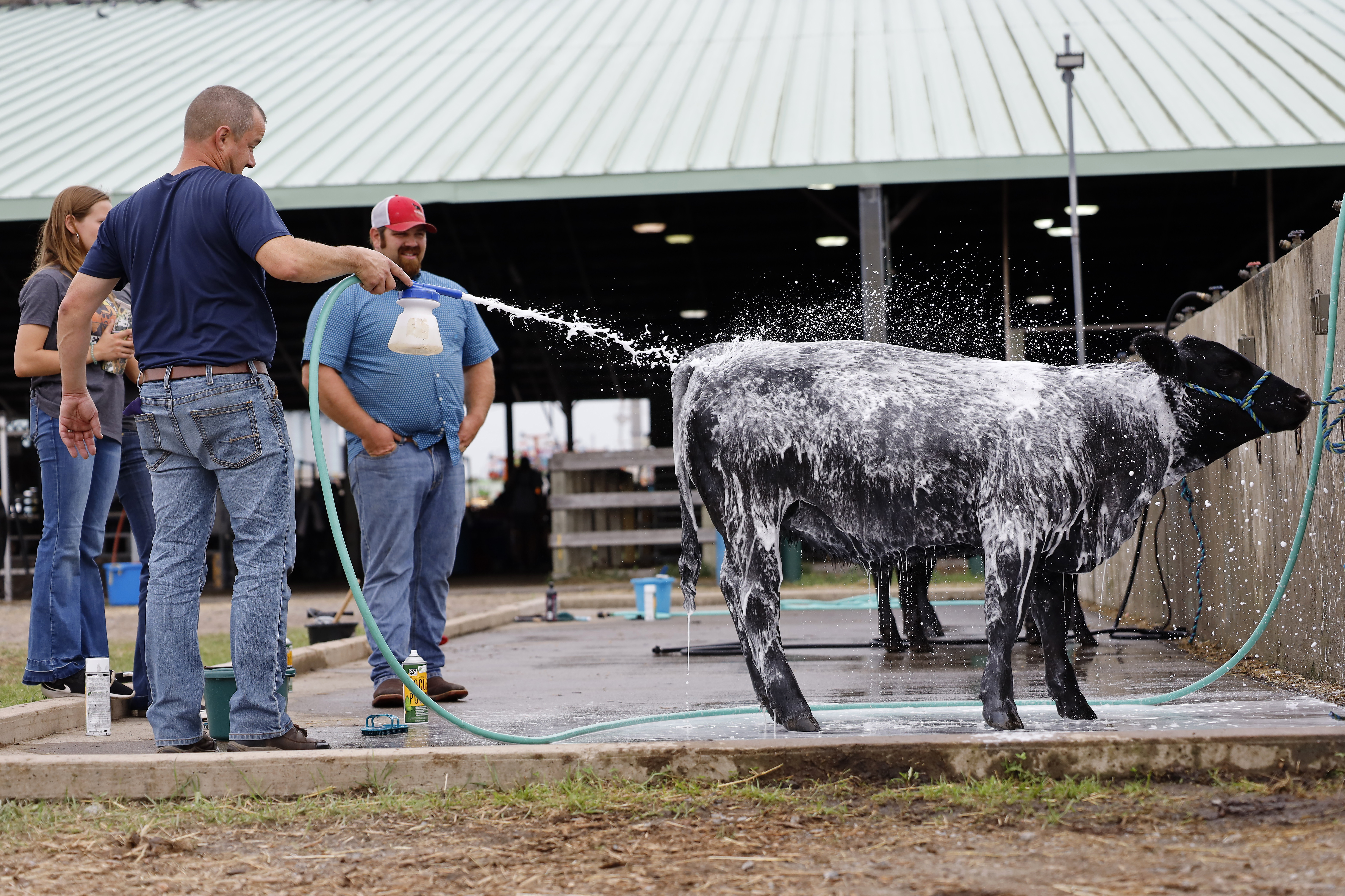 Bart Visits the Fair: Cow Washing! on Vimeo