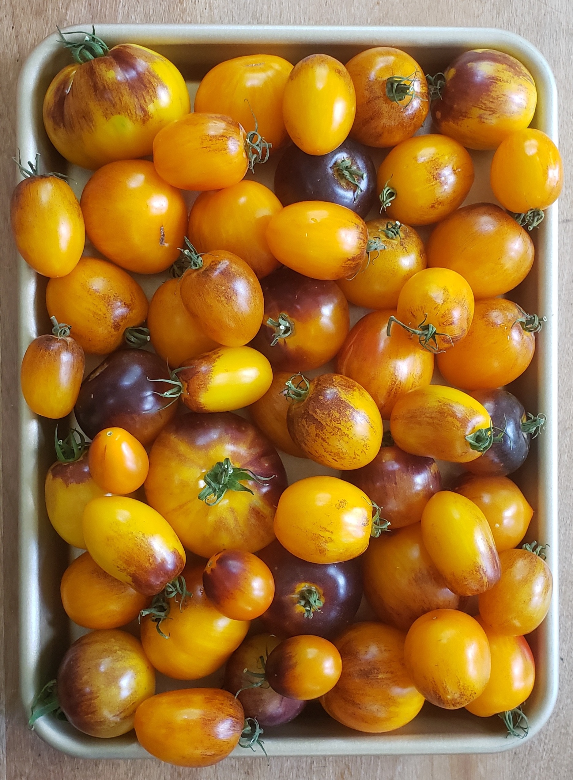 yellow tomatoes varieties