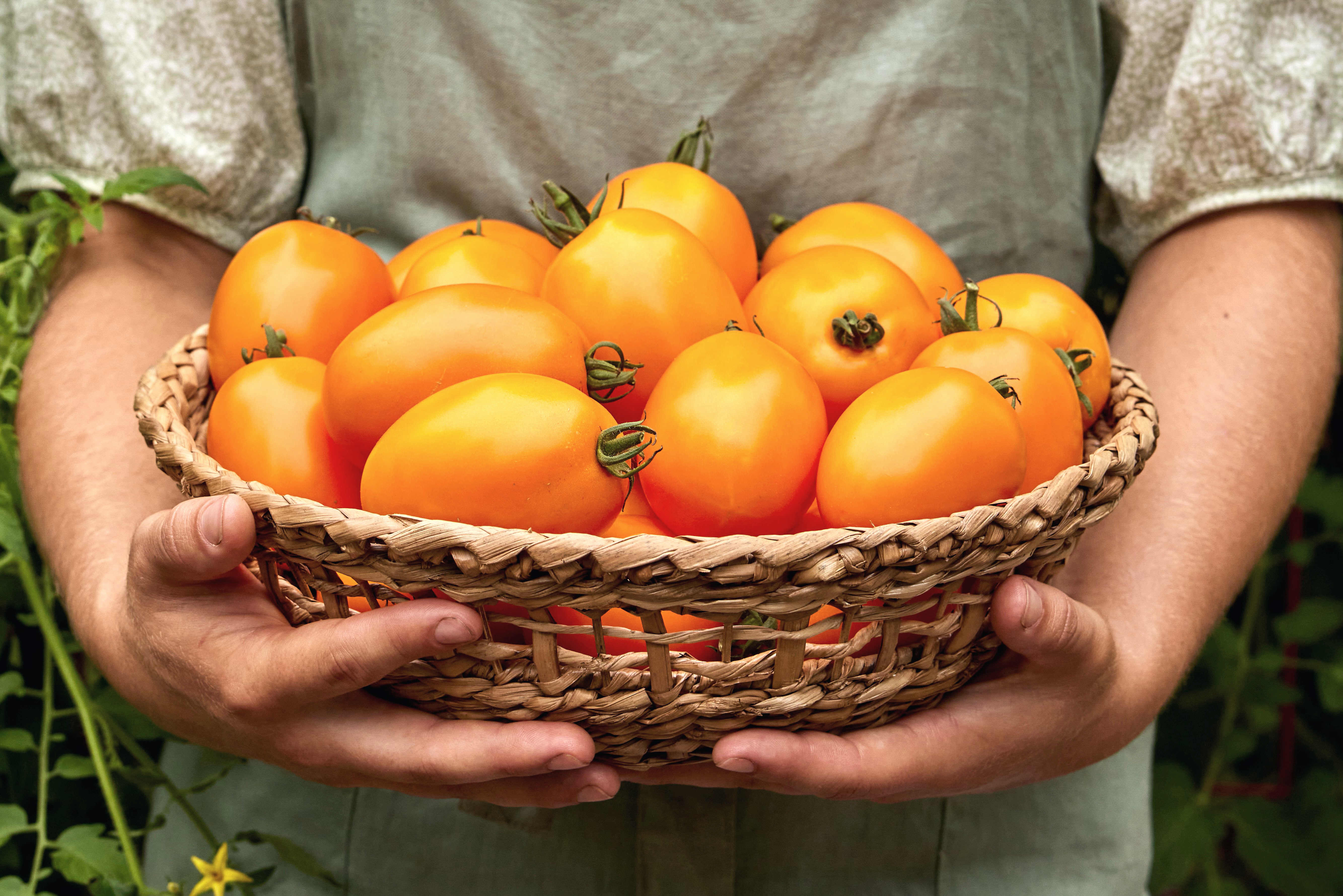 Tempting Tomatoes™ Tomato 'Garden Treasure' - Garden Crossings