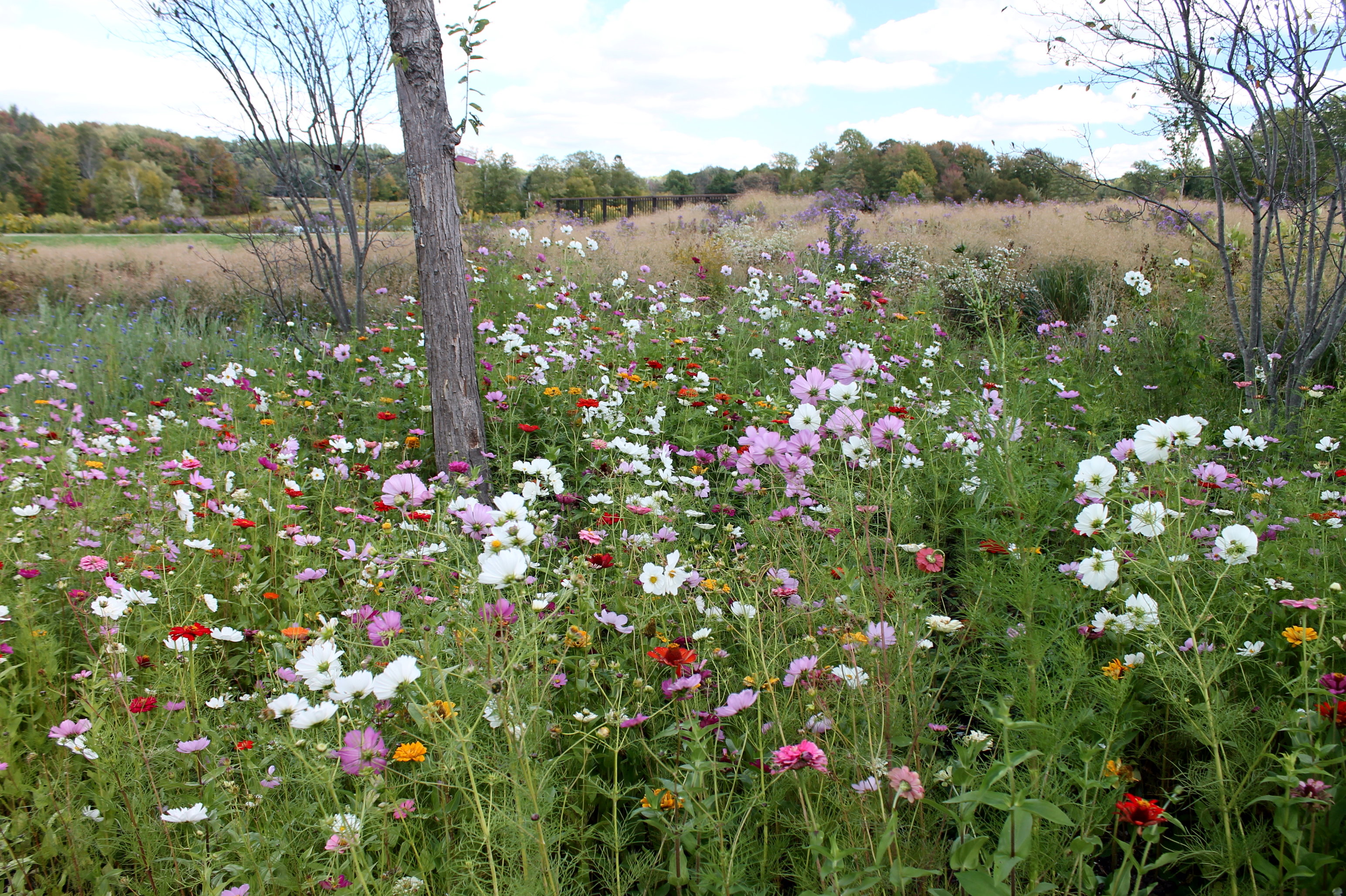 Pet Friendly Wildflower Seed Mix – Vermont Wildflower Farm