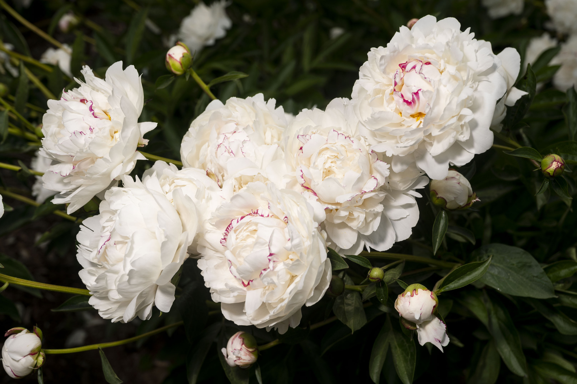 Collection W: The Quintessential Fragrant Peony Collection