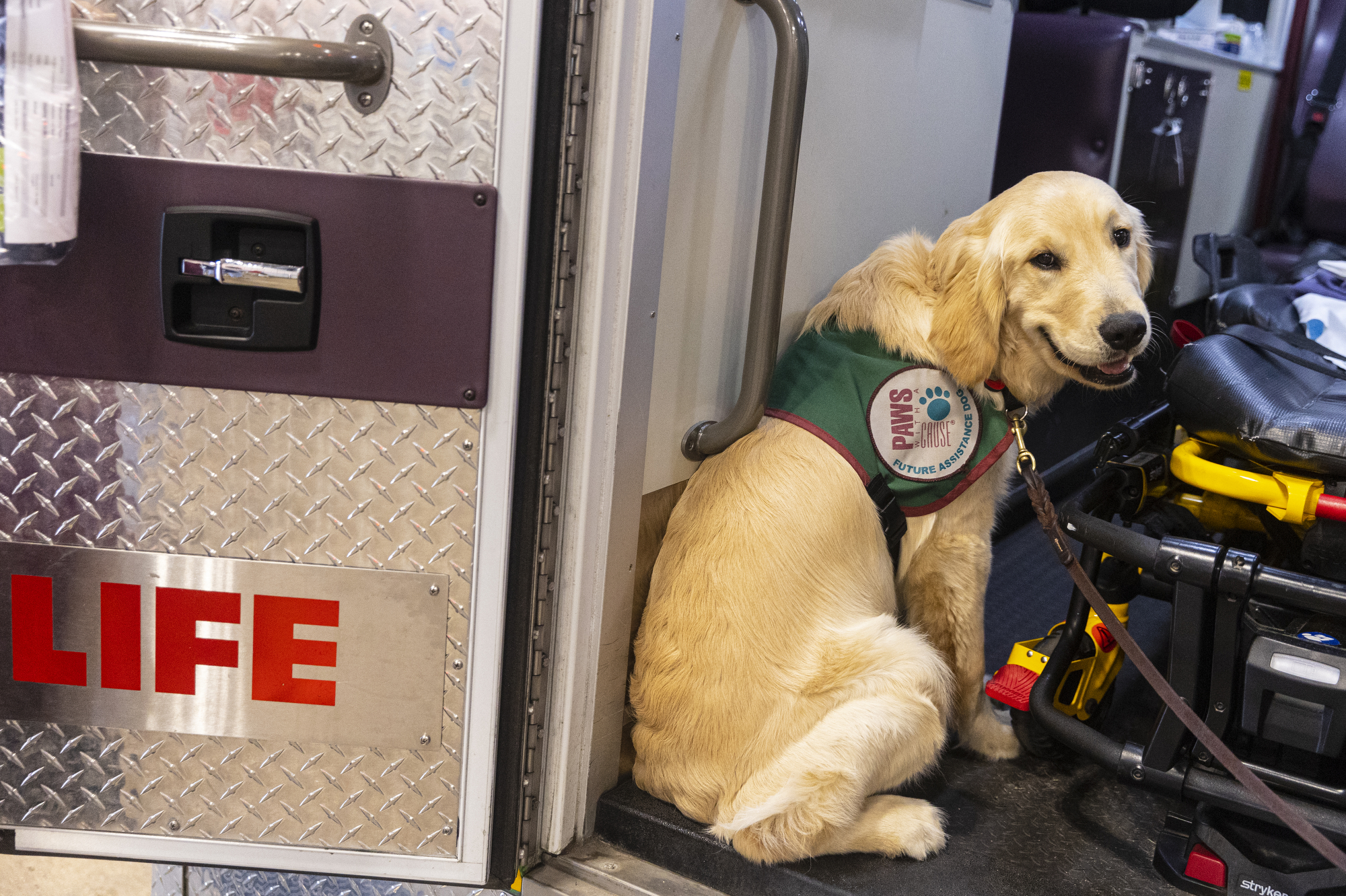 PAWS puppies get acclimated with ambulances - mlive.com