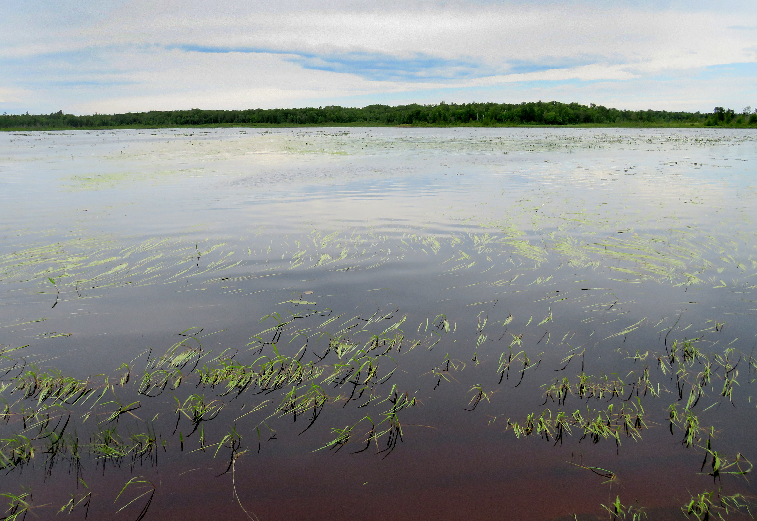 Climate change impacts wild rice as tribes work toward restoration ...