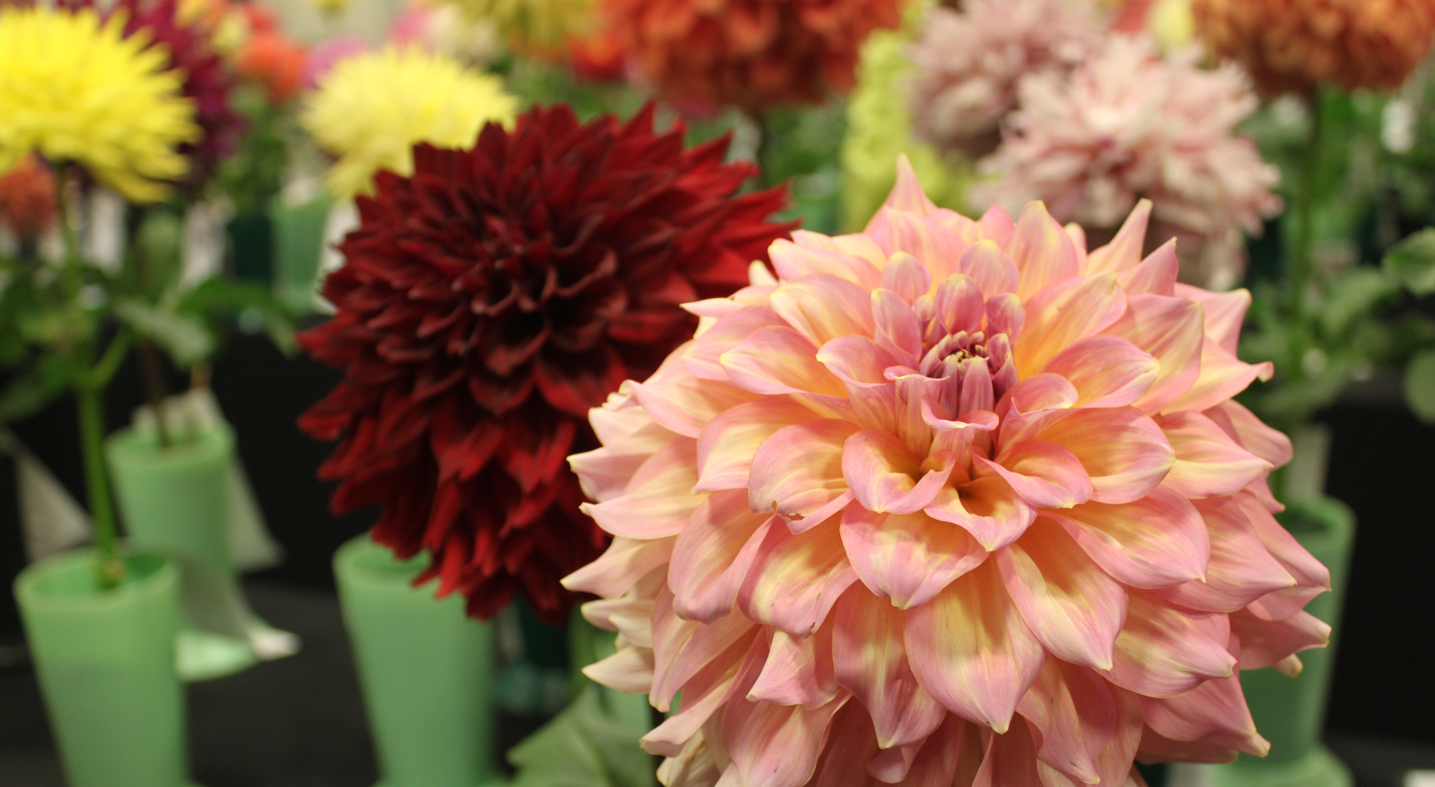 Stroll through dahlia flowers ‘the size of dinner plates’ in Grand