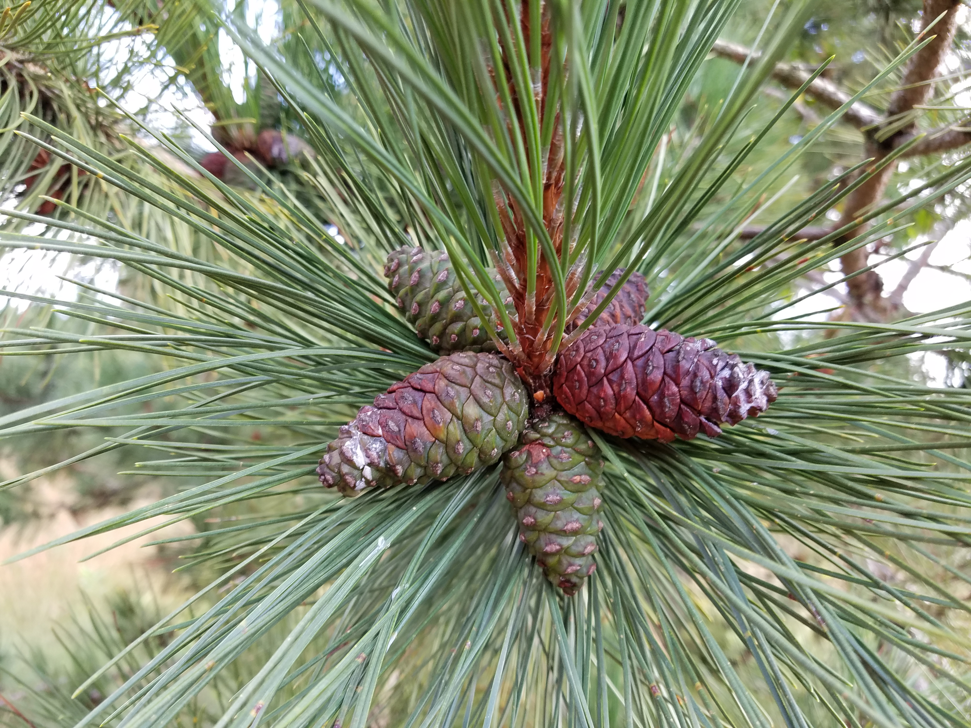 Get paid to pick pine cones: DNR offering $100 per bushel this September 