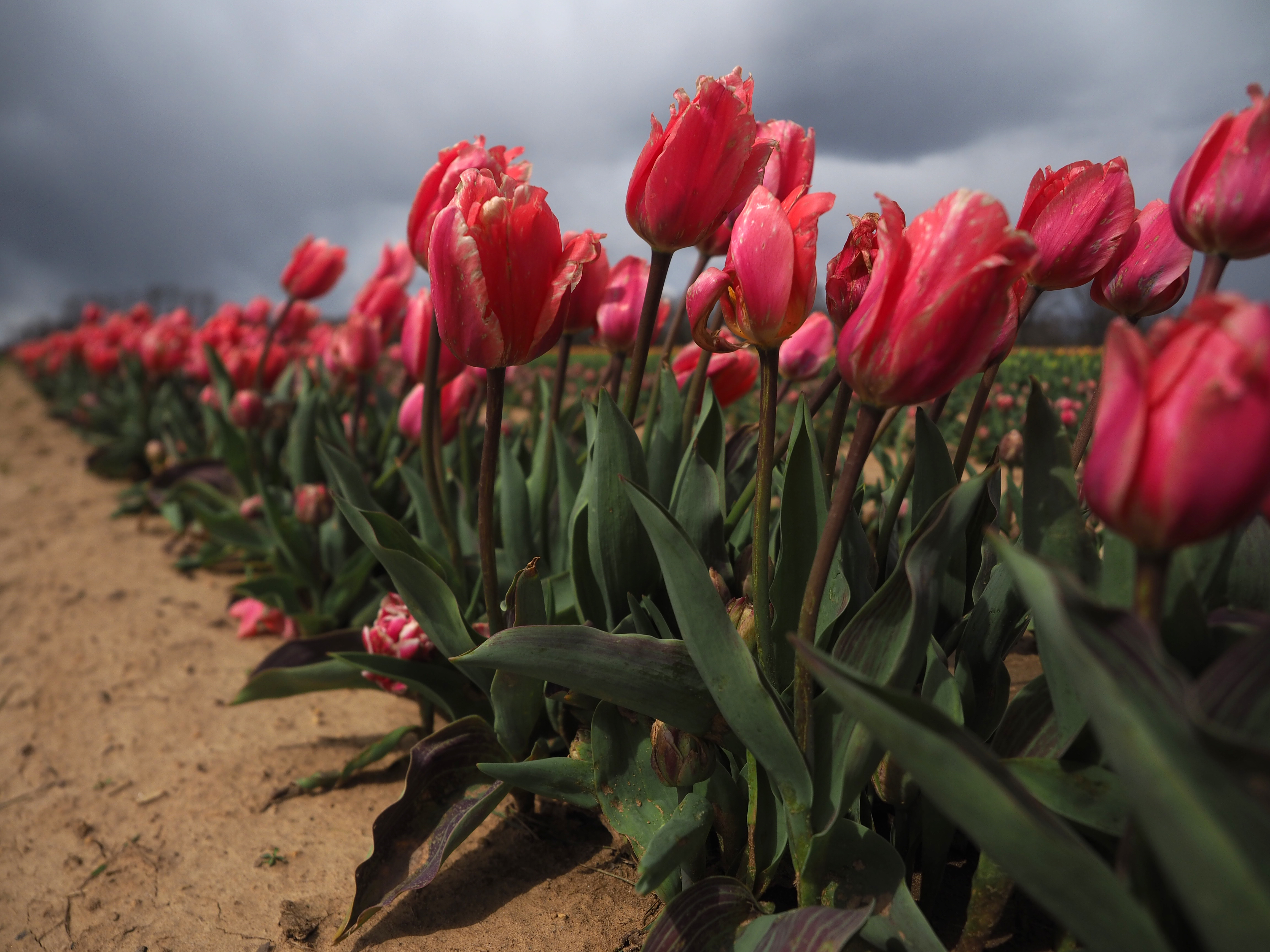 Check out this N.J. tulip farm's new Dutch windmill surrounded by