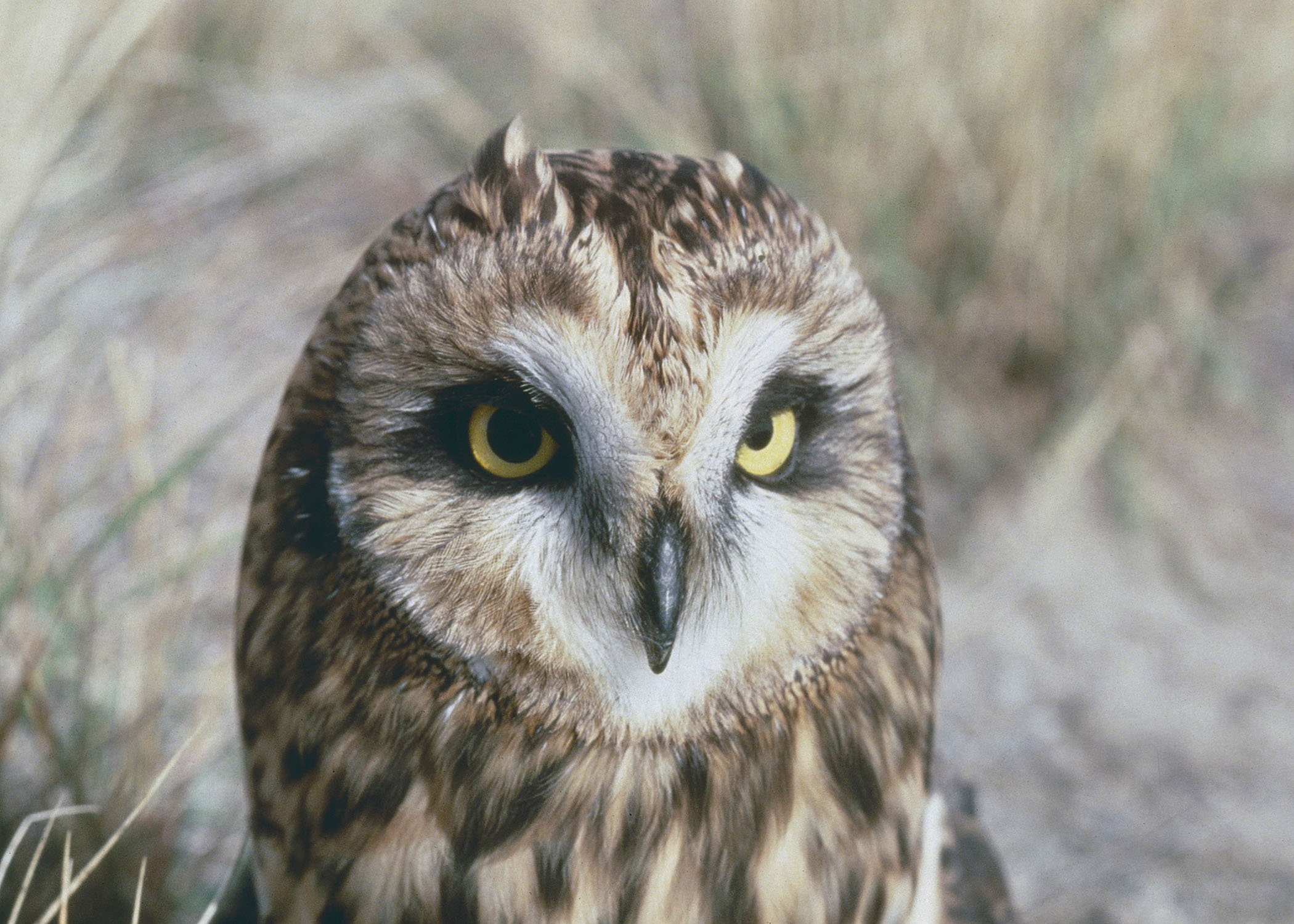 Owls Central Oregon