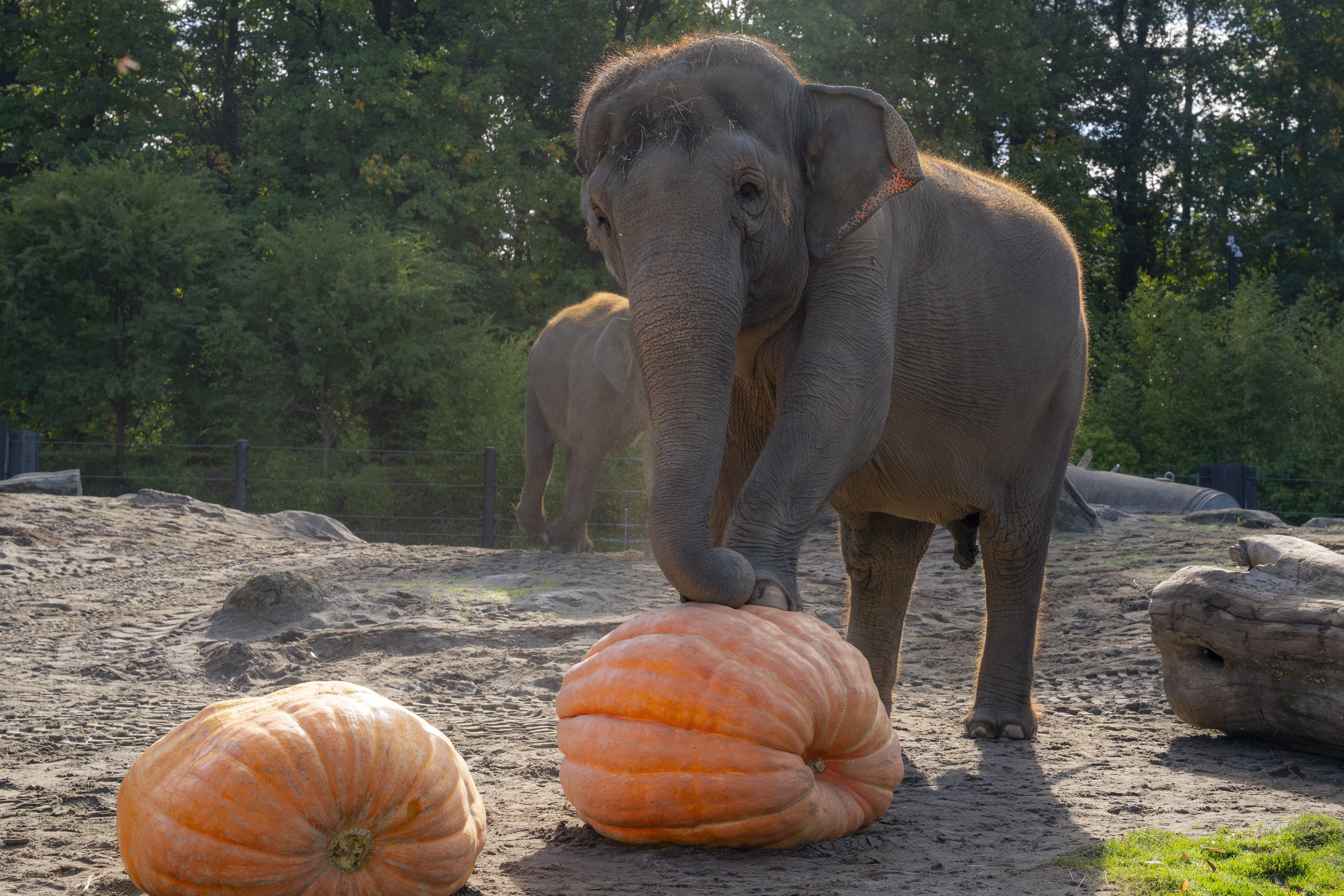 Oregon Zoo elephants squish sizable squashes for a delighted